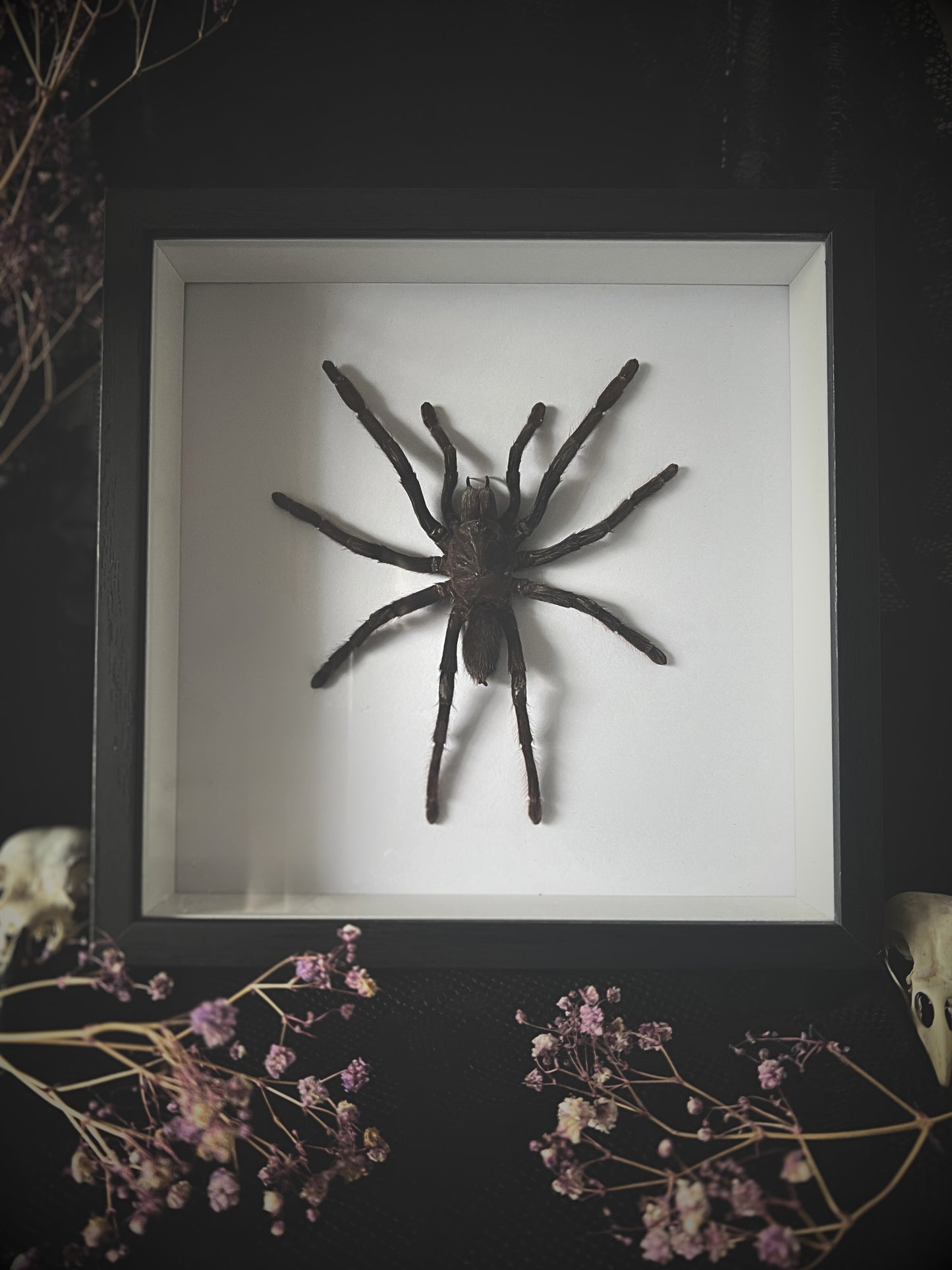 XL Java Yellow Kneed Tarantula (Selenocosmia Javanensis Dolichoplectra) in Shadow Box Frame
