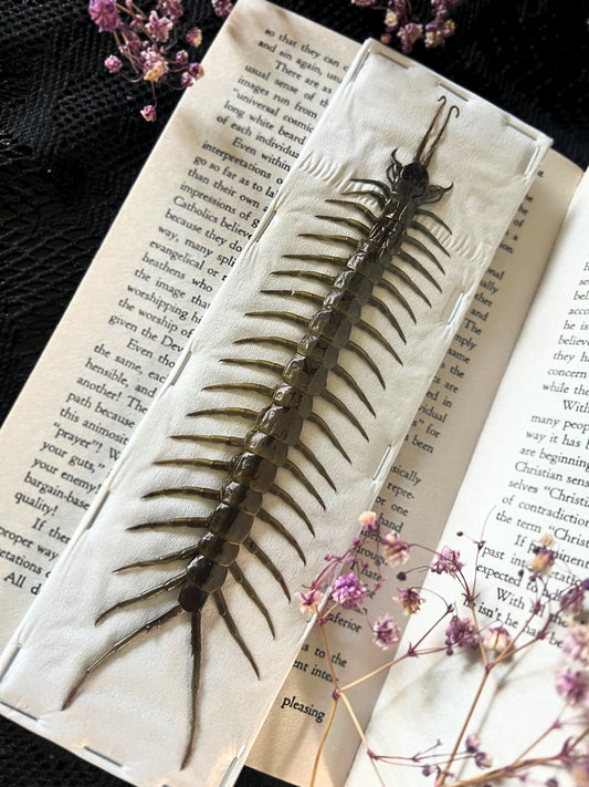 Amazonian Giant Centipede (Scolopendra Piceoflava) Undisplayed Specimen
