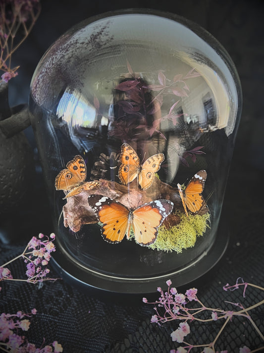 Plain Tiger (Danaus Chrysippus) & Peacock Pansy (Junonia Almana) Butterflies in a Glass Dome