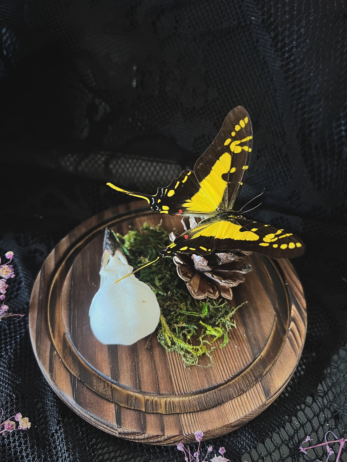 Orange Kite-Swallowtail Butterfly (Eurytides Thyastes) & Magpie Skull (Pica Pica) in Glass Dome