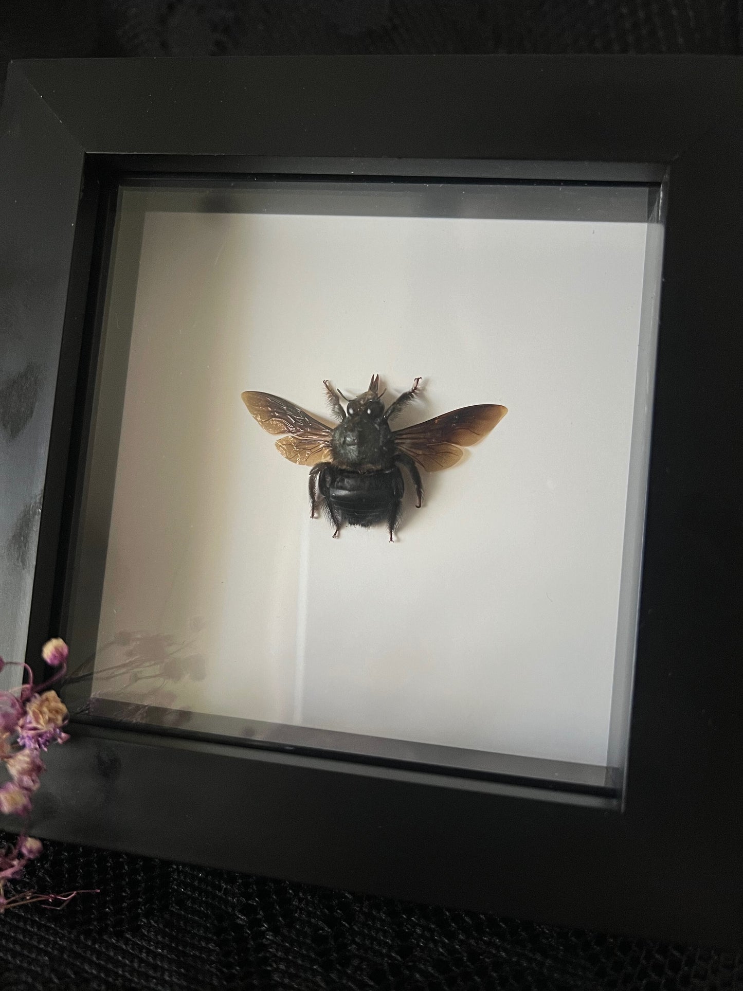 Blue Carpenter Bee (Xylocopa Caerulea) in Shadow Box Frame | Male