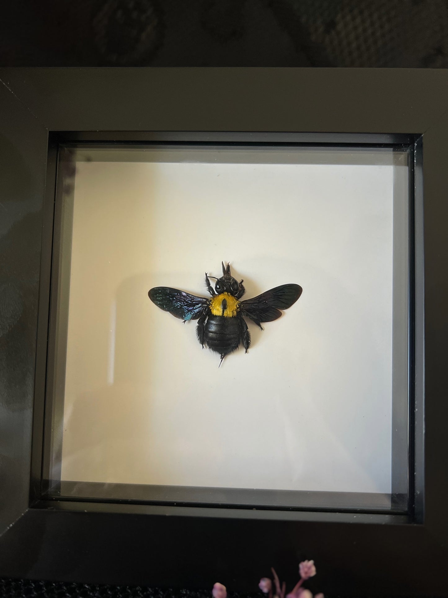 Yellow Carpenter Bee (Xylocopa Aestuans) in Shadow Box Frame | Female