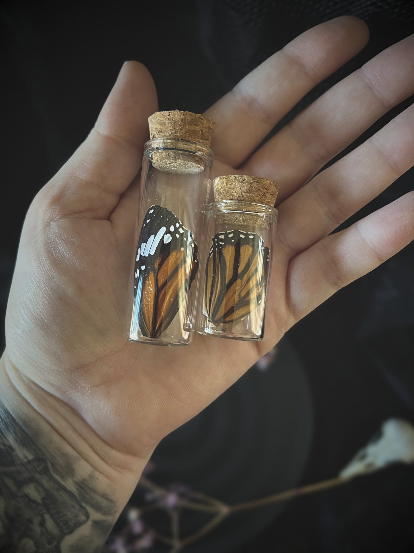 Monarch Butterfly (Danaus Plexippus) Wing Pair in Glass Jars