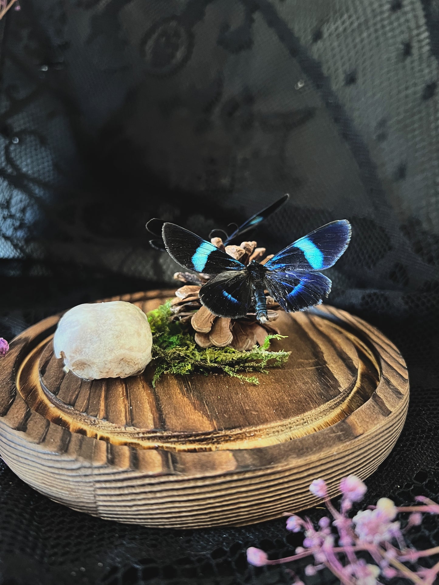 Blue Day Flying Moths (Milionia Delicatula) & Magpie Skull (Corvus Corone) in Glass Dome