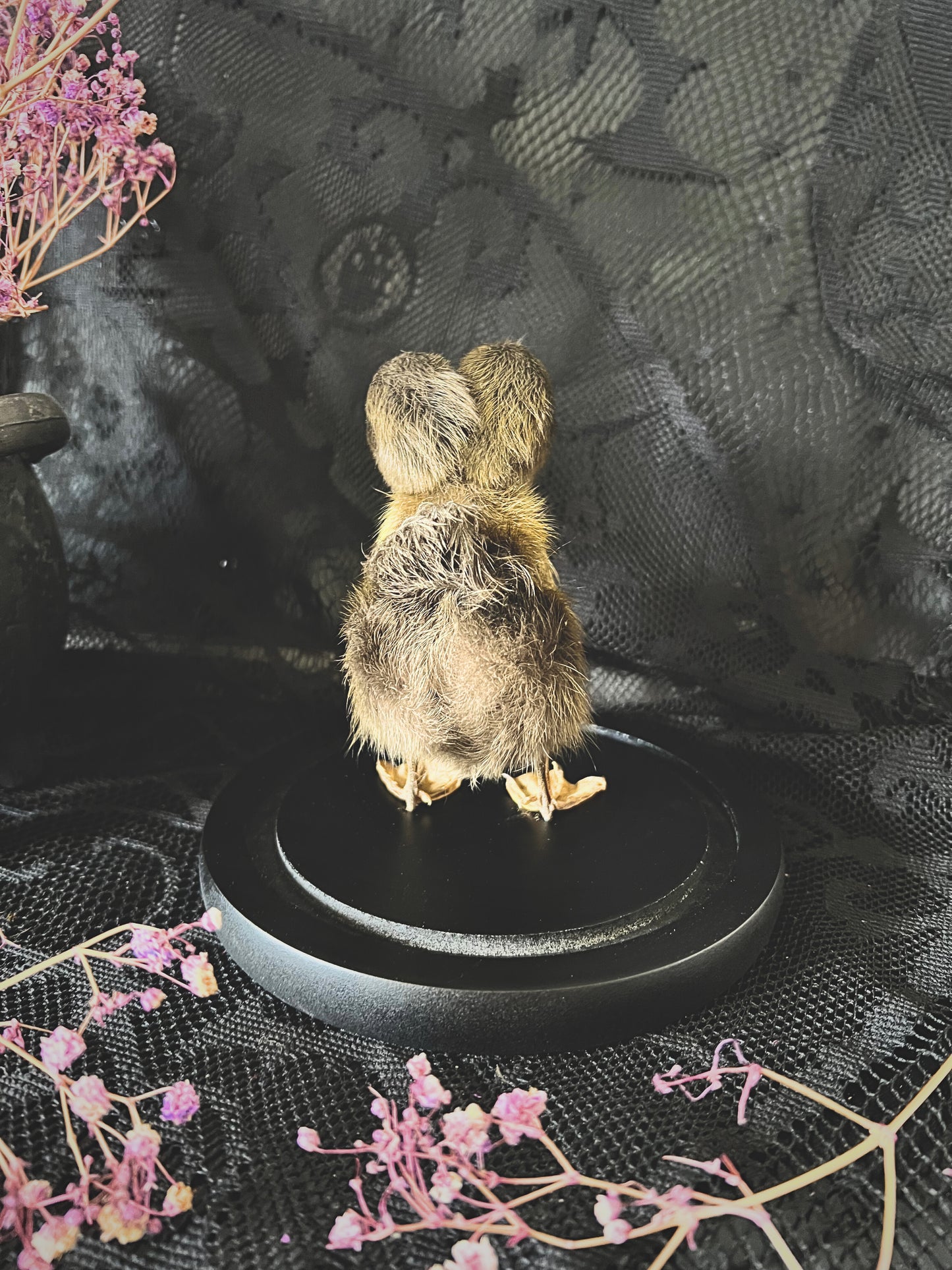Two-Headed Taxidermy Brown Duckling in Glass Dome