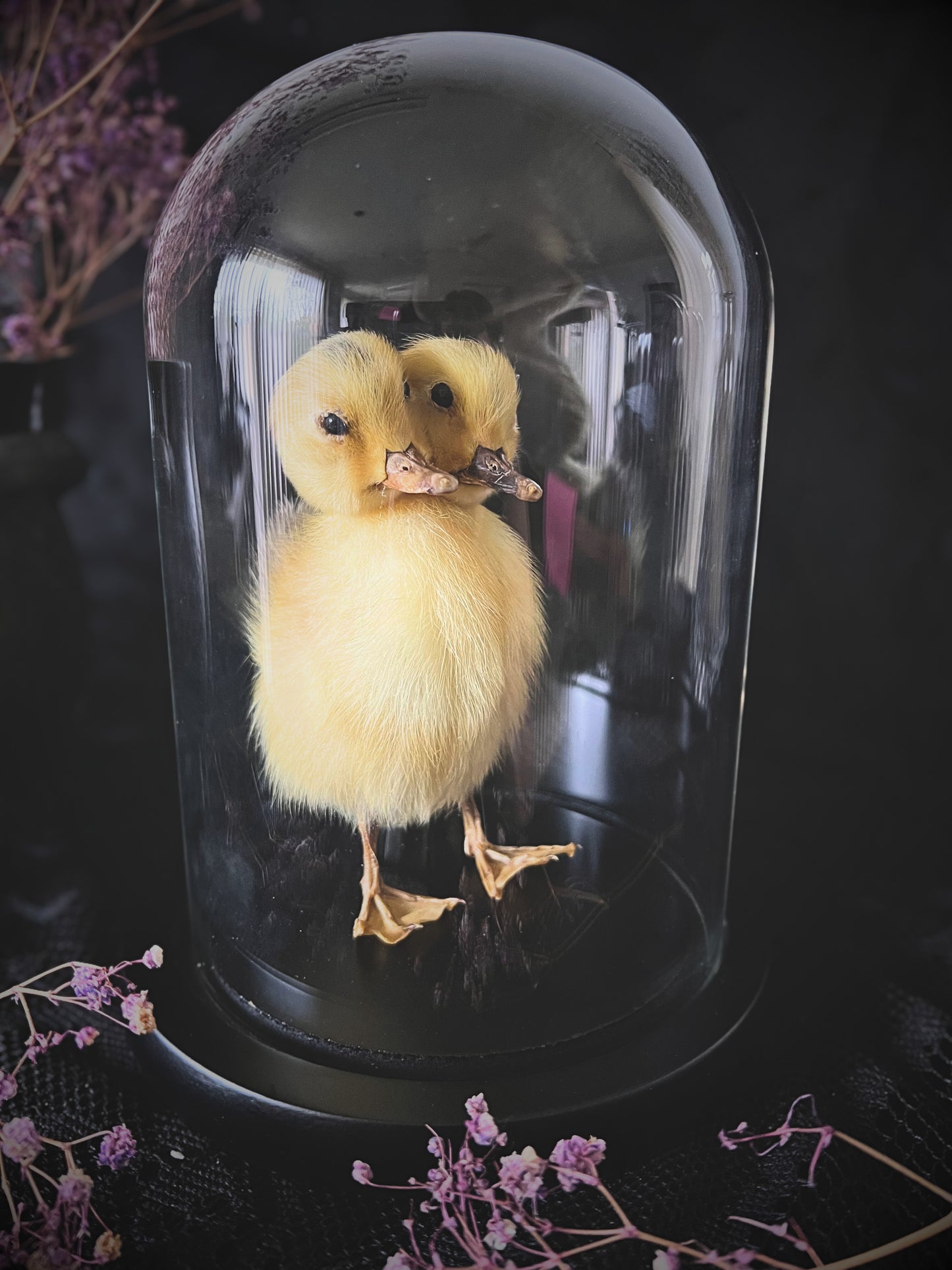Two-Headed Taxidermy Yellow Duckling in Glass Dome