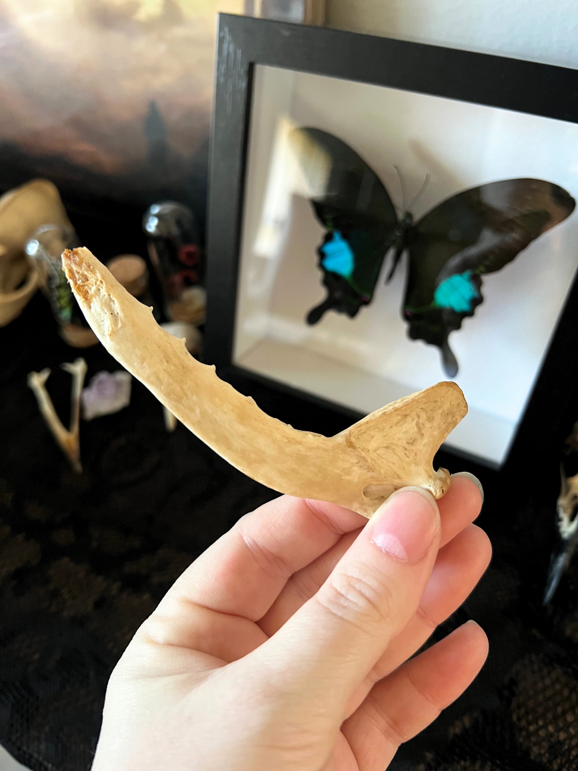 Hand holding a fox jaw bone with a framed butterfly in the background