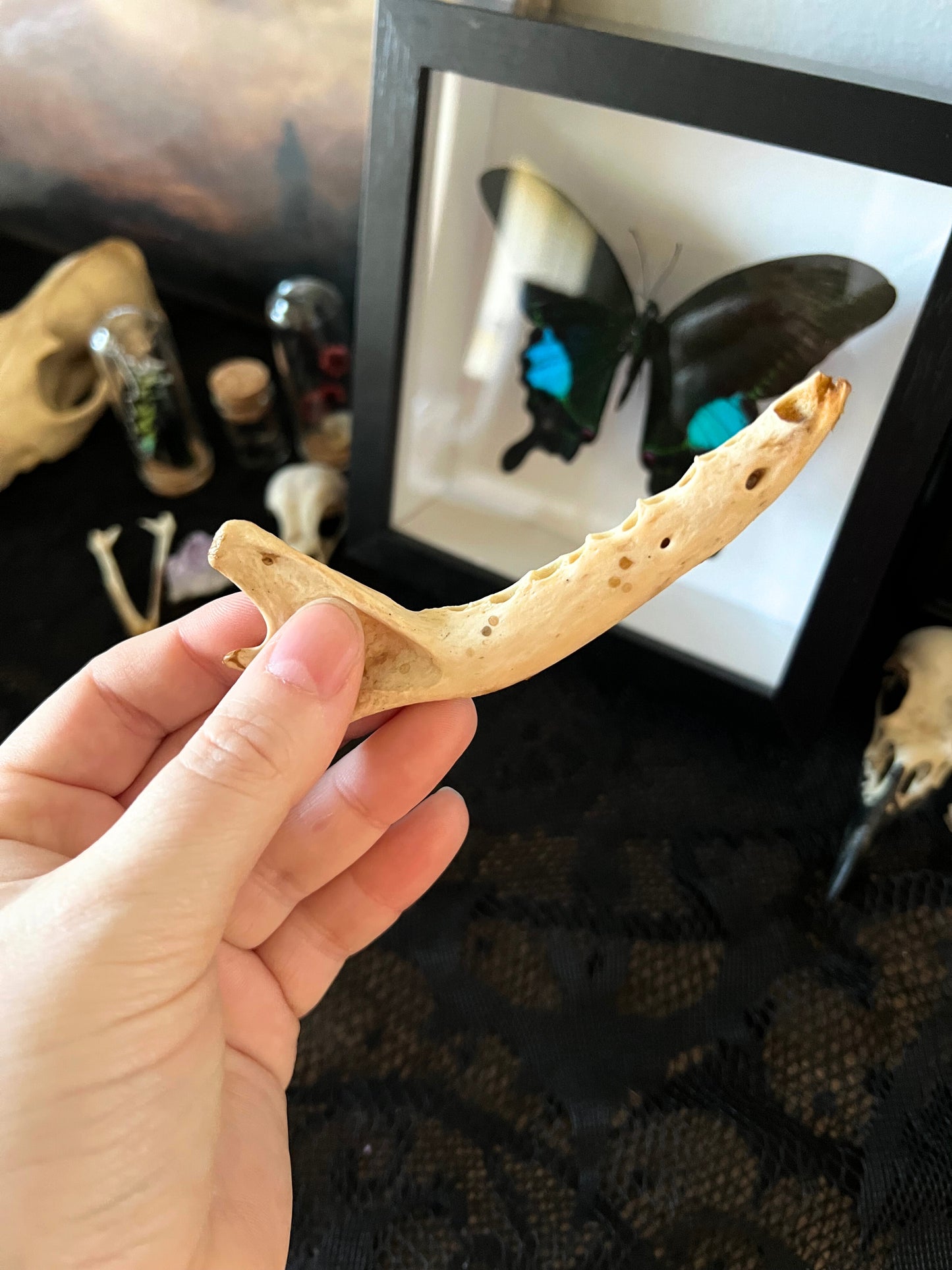 Hand holding a fox jaw bone with a framed butterfly picture in the background