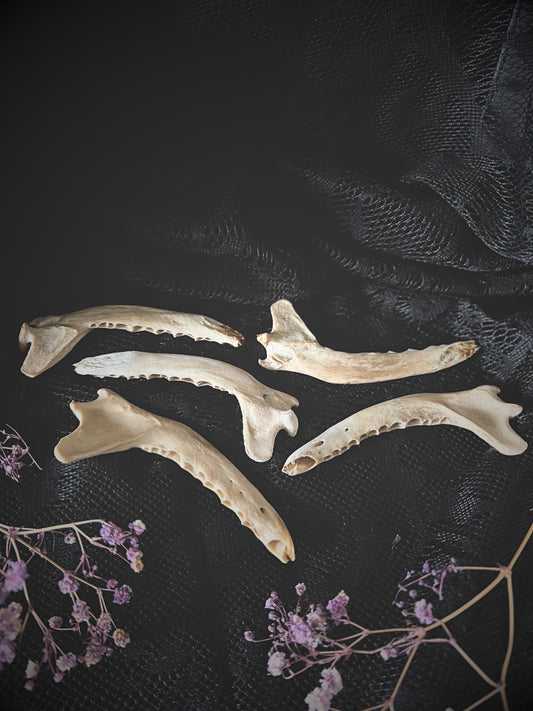 Set of fox jaw bones on a dark textured surface with purple flowers
