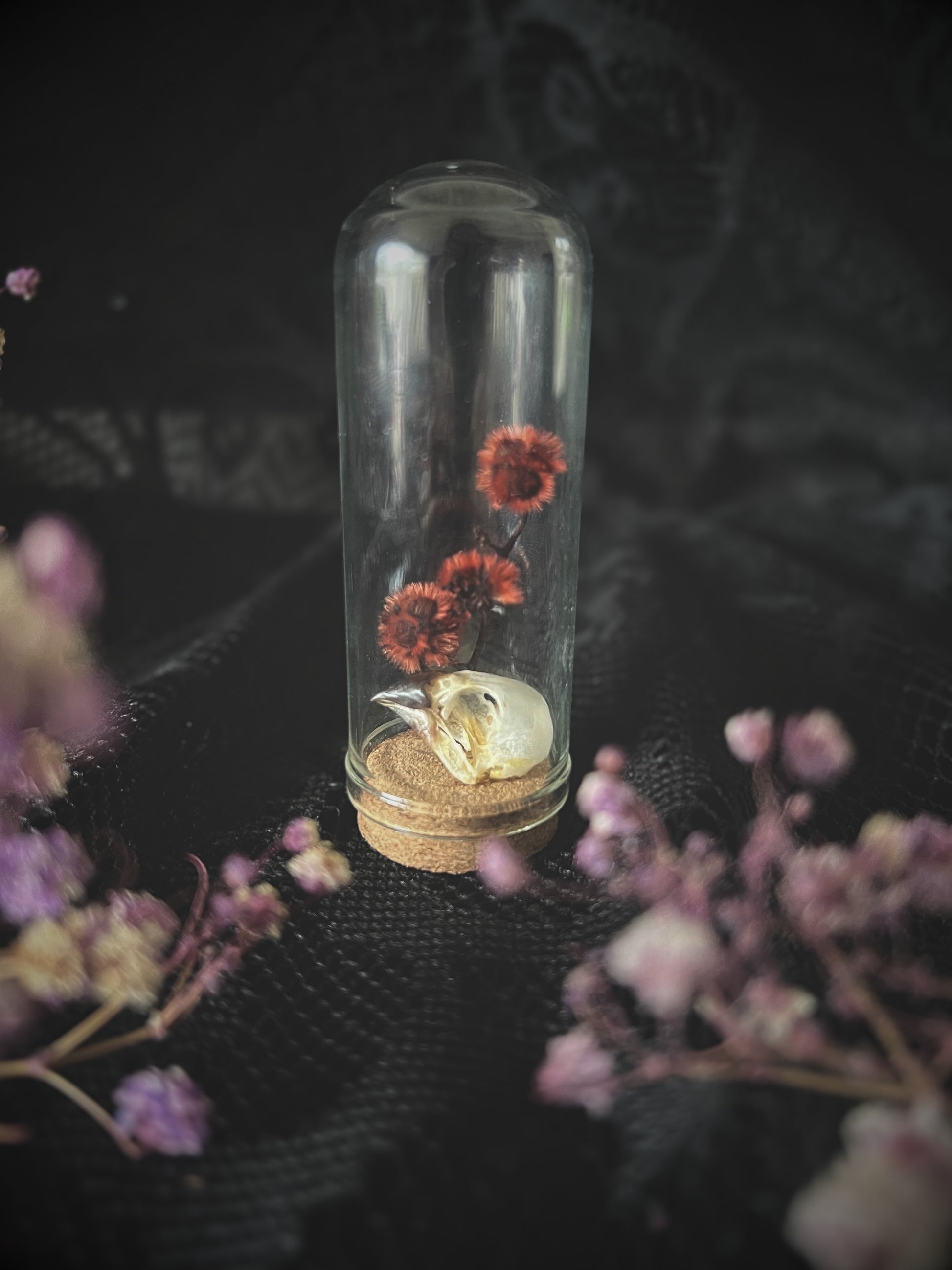 Scaly-Breasted Munia Bird Skull in Glass Vial with preserved red stirlingia flower