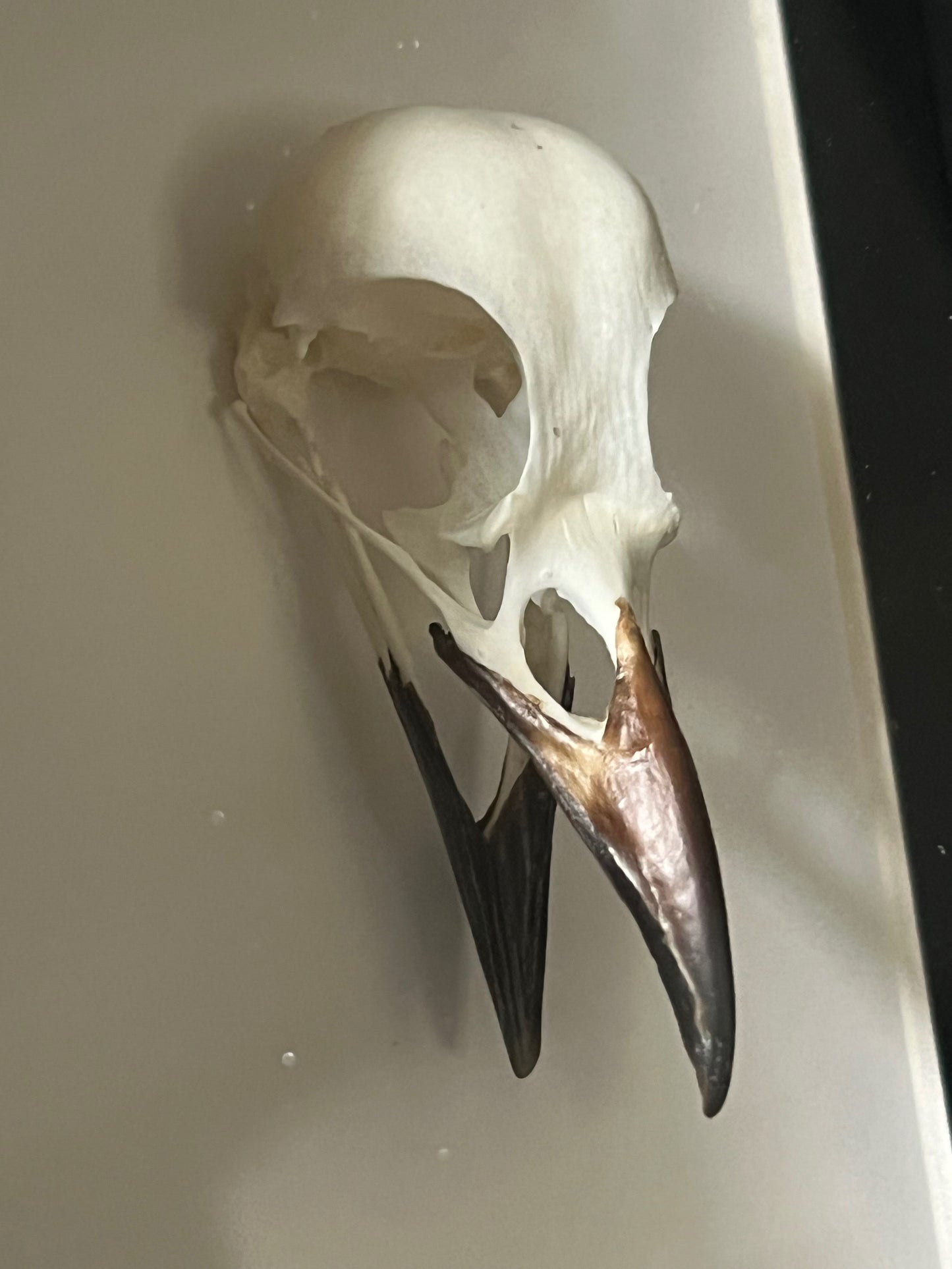 Pica pica skull in shadow box frame