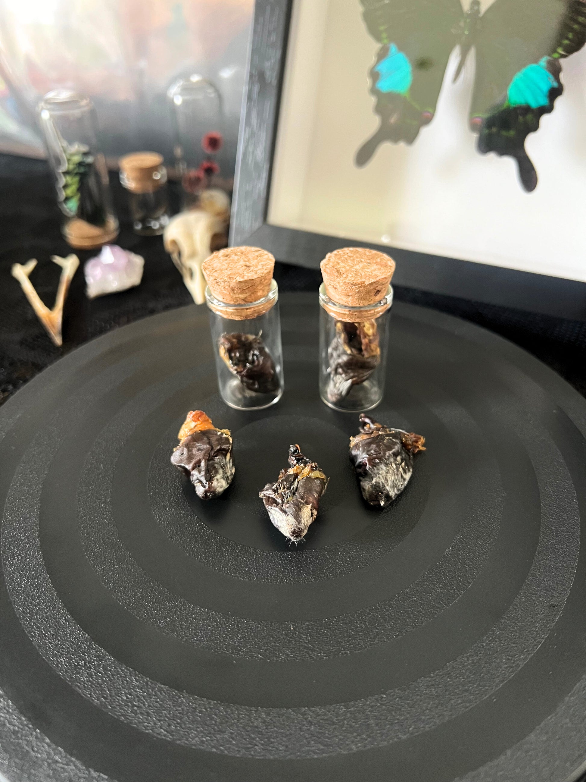 Small glass jars with cork lids containing preserved bird hearts and preserved bird hearts by themselves on a black surface.