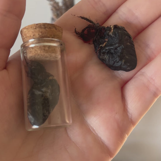 Video of hand holding preserved bird hearts.