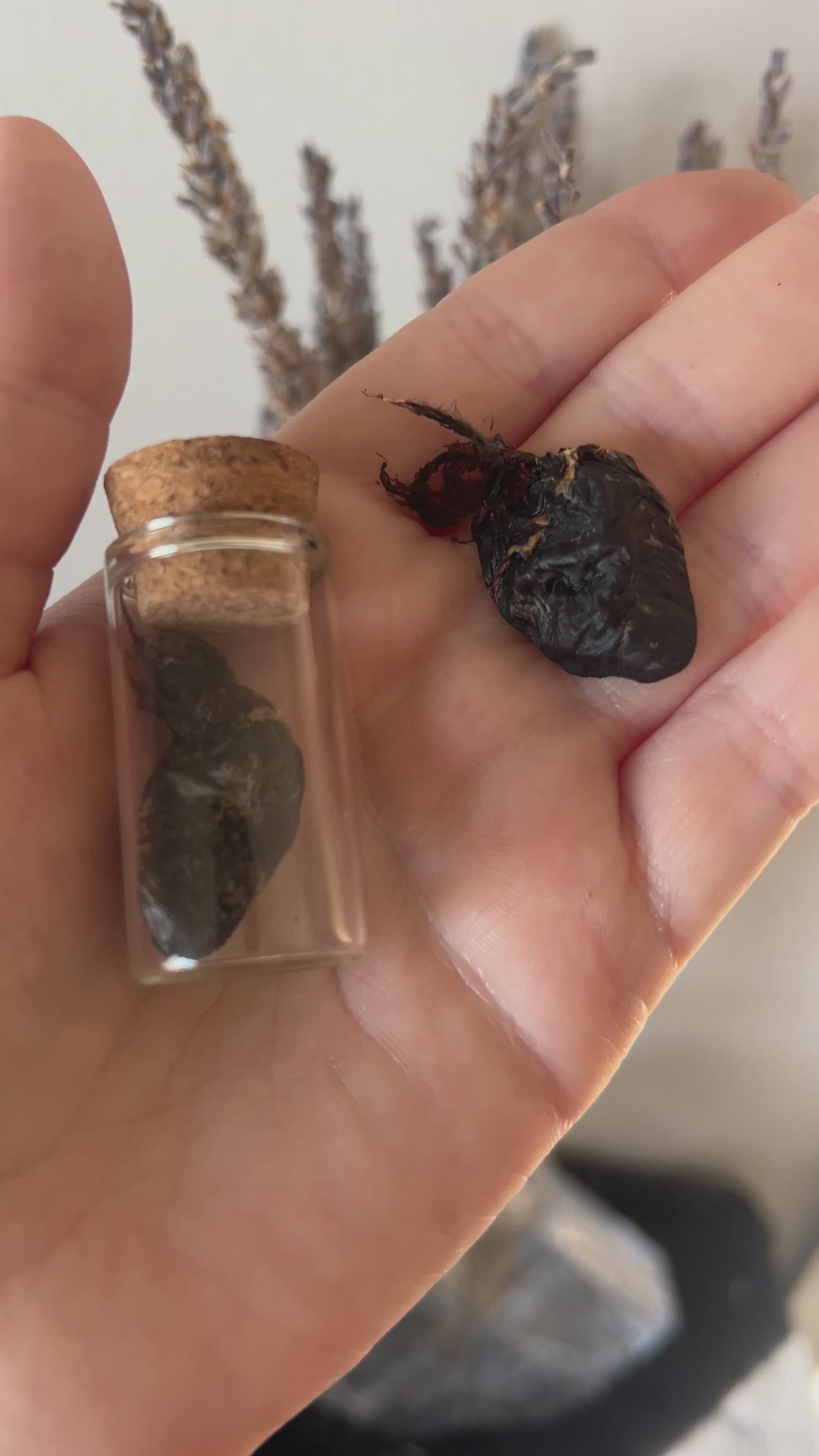 Video of hand holding preserved bird hearts.