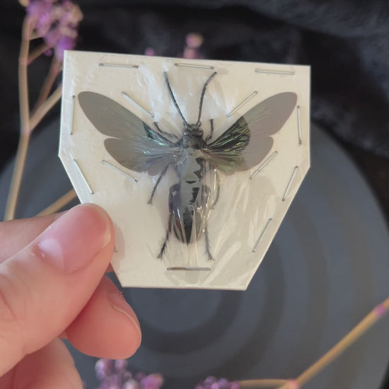 Giant Iridescent Hornet (Megascolia Velutina Ducalis) video
