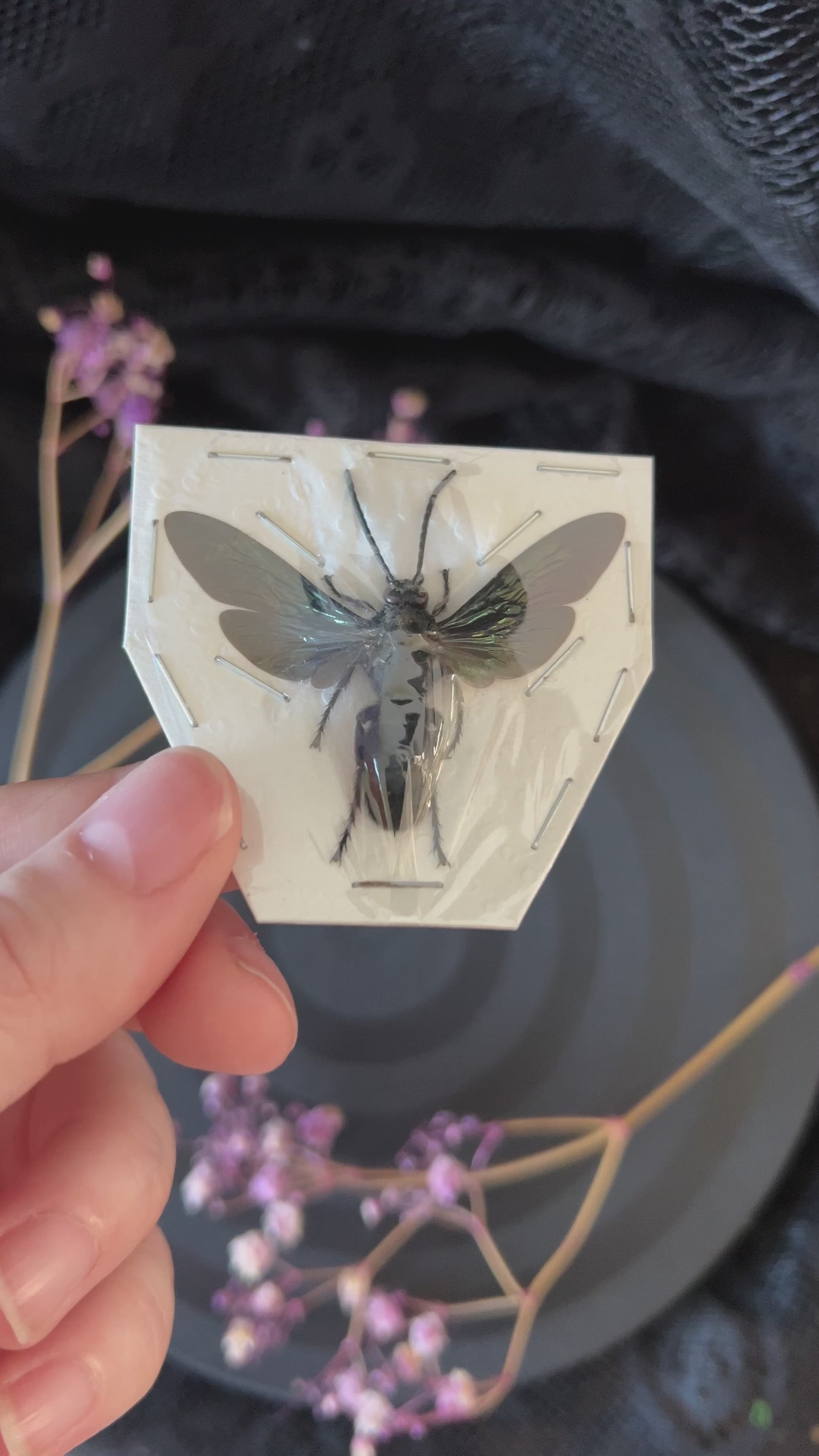 Giant Iridescent Hornet (Megascolia Velutina Ducalis) video