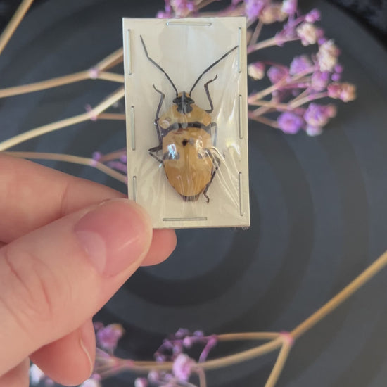 Death Head Bug (Eucorysses Grandis) video