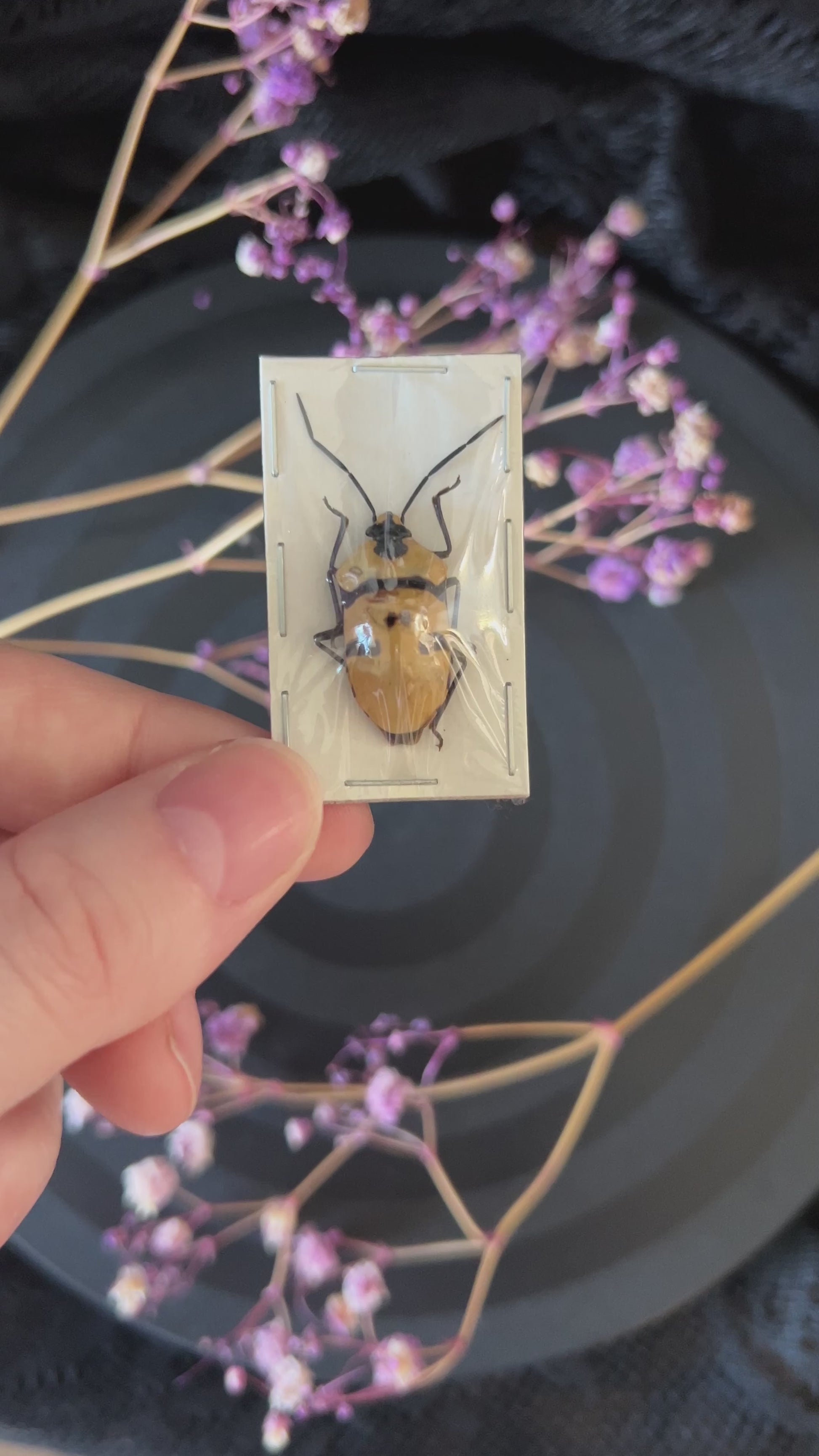 Death Head Bug (Eucorysses Grandis) video