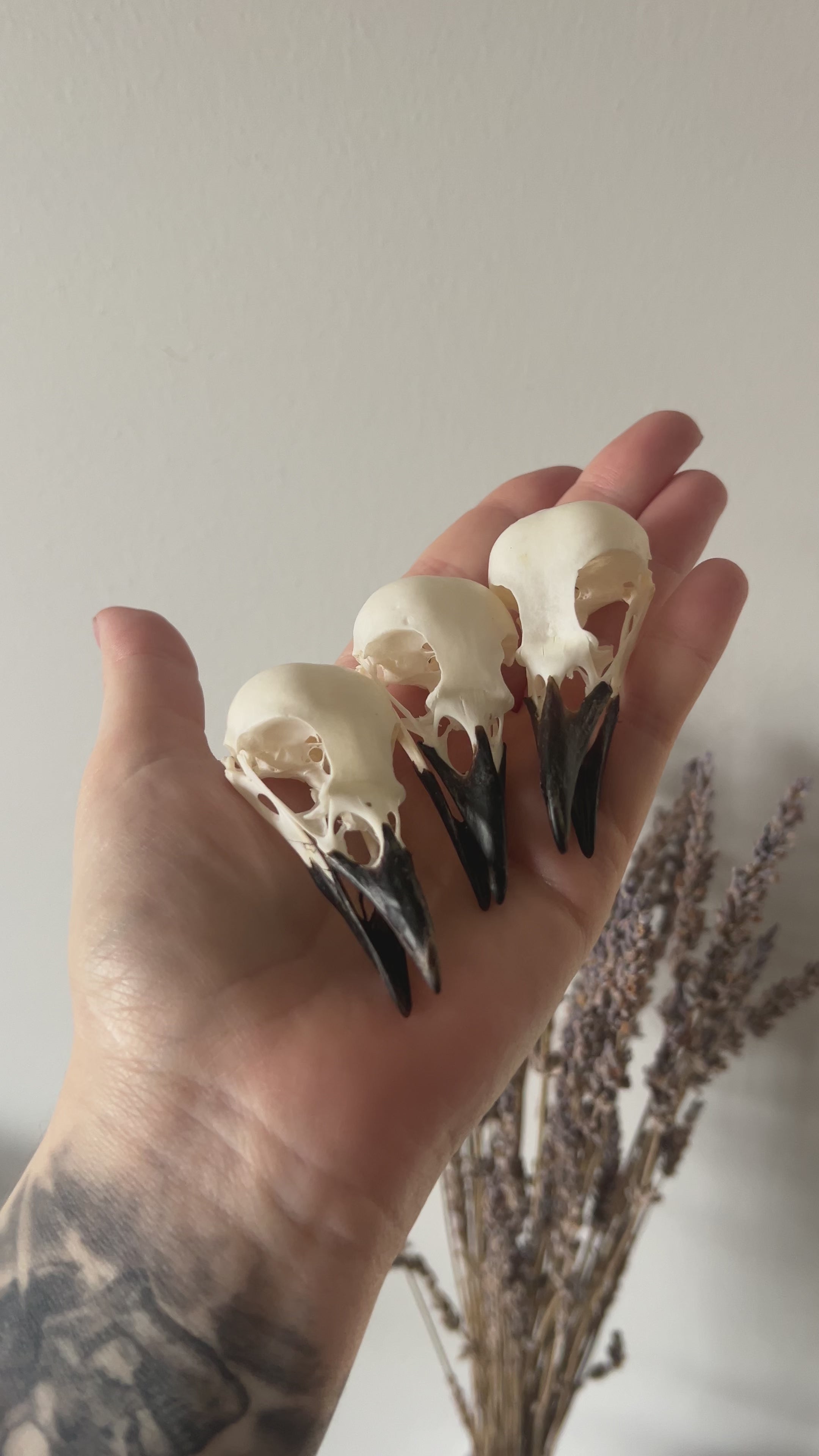 Complete Eurasian Magpie Skull | Pica Pica | A Quality – Corvus