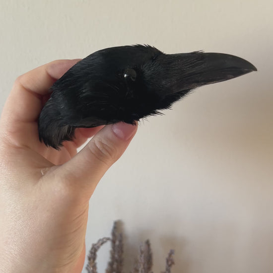 Taxidermy crow head video