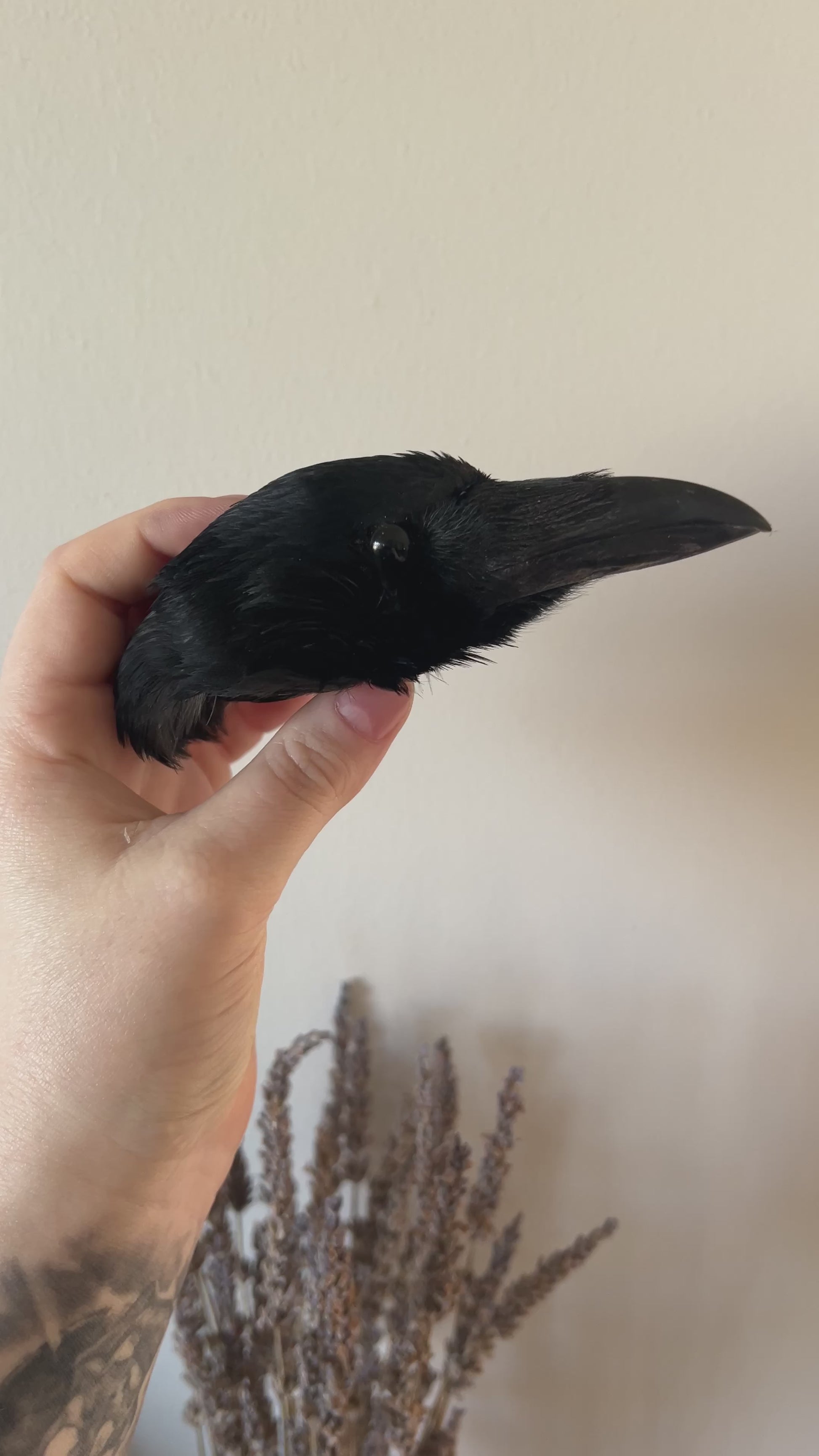 Taxidermy crow head video