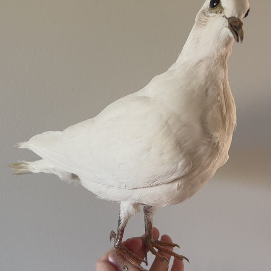 Taxidermy white pigeon dove video