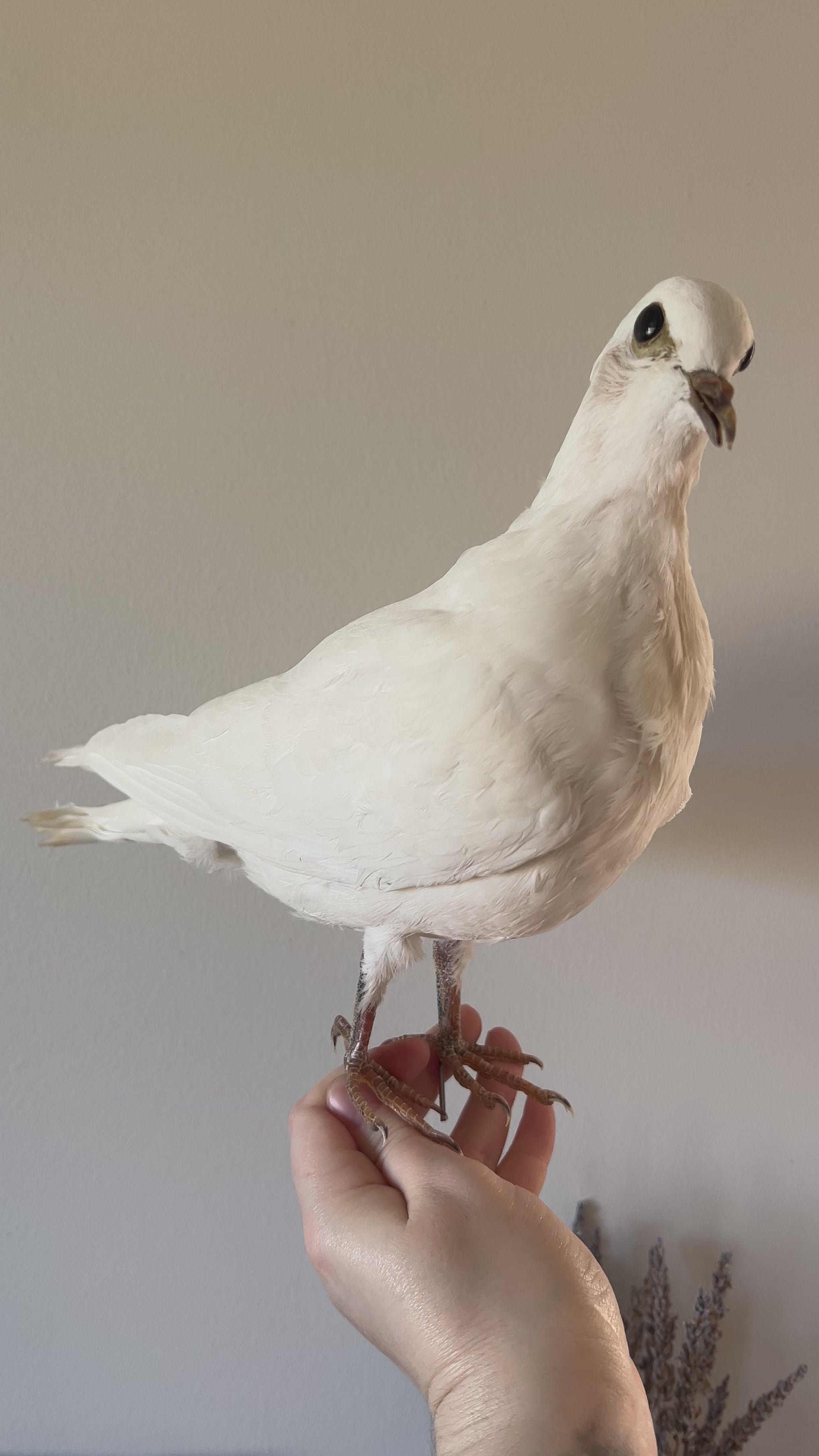 Taxidermy white pigeon dove video