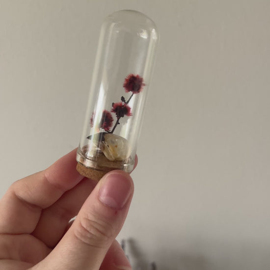 Scaly-Breasted Munia Bird Skull in Glass Vial with preserved red stirlingia flower