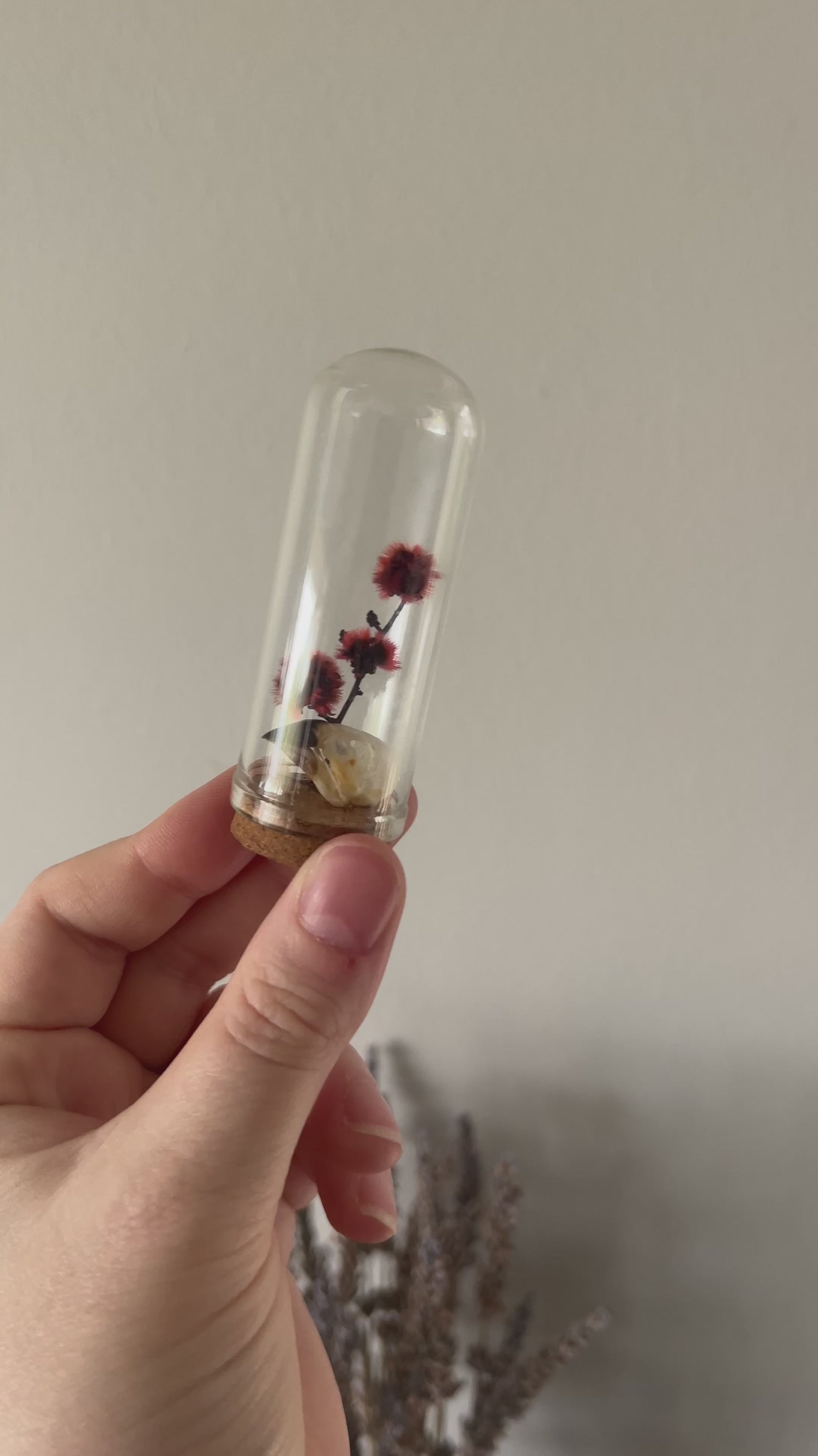 Scaly-Breasted Munia Bird Skull in Glass Vial with preserved red stirlingia flower