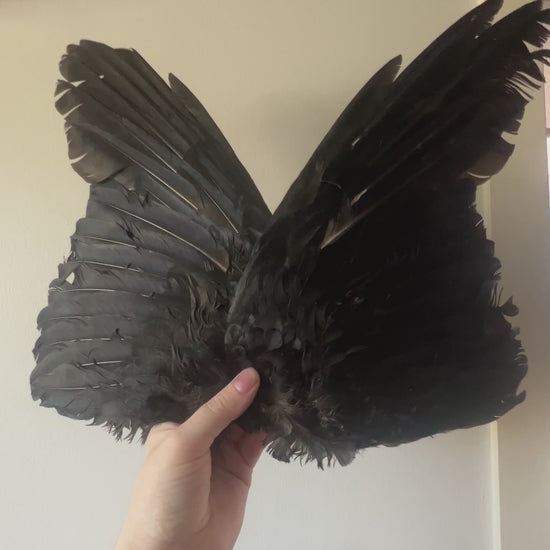 Pair of crow wing videos. 