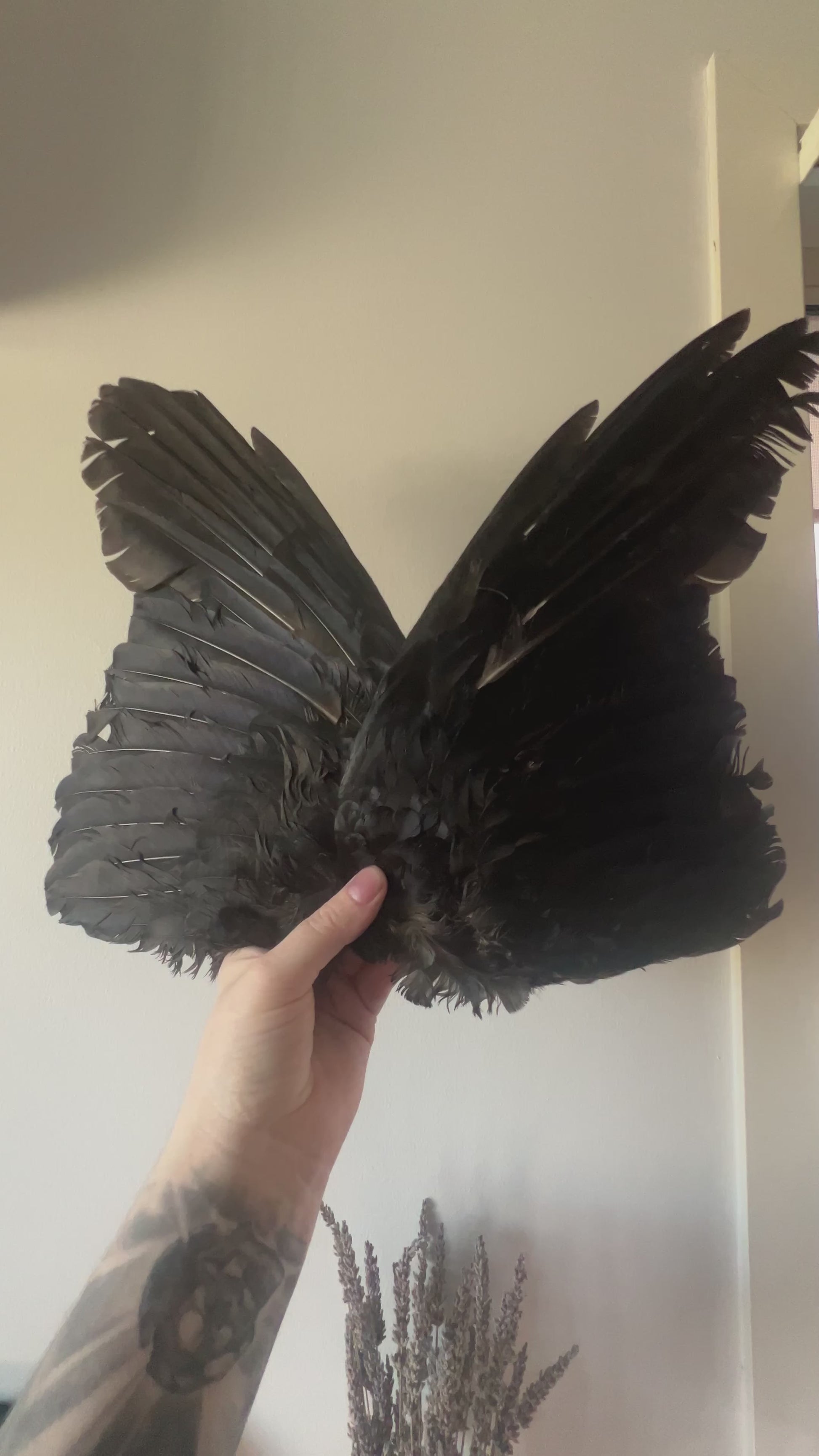 Pair of crow wing videos. 