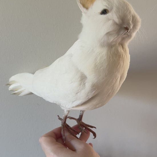 White taxidermy bunny bird video