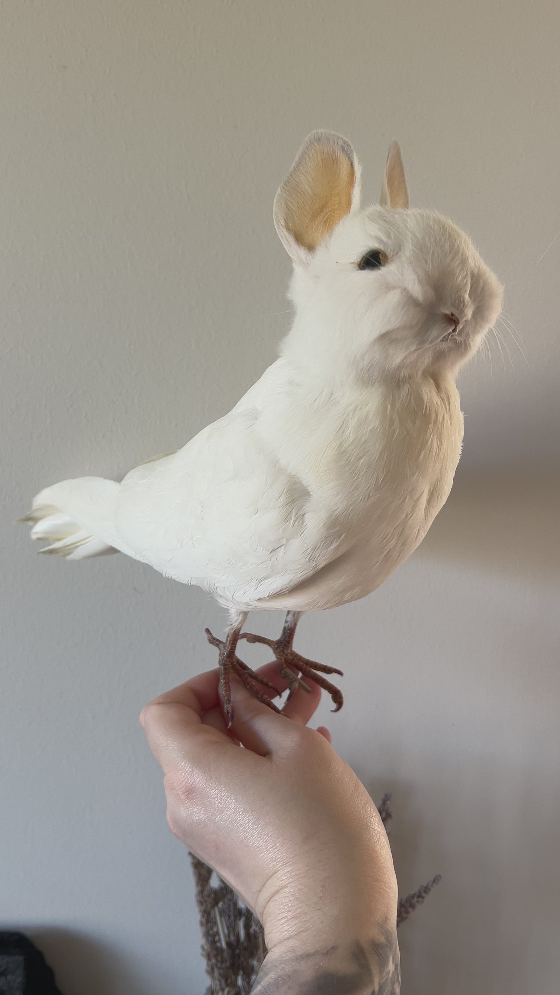 White taxidermy bunny bird video