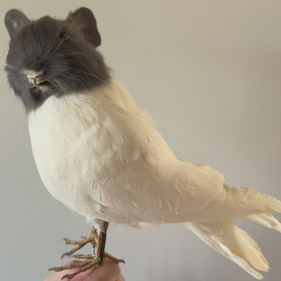 Taxidermy grey and white bunny bird video