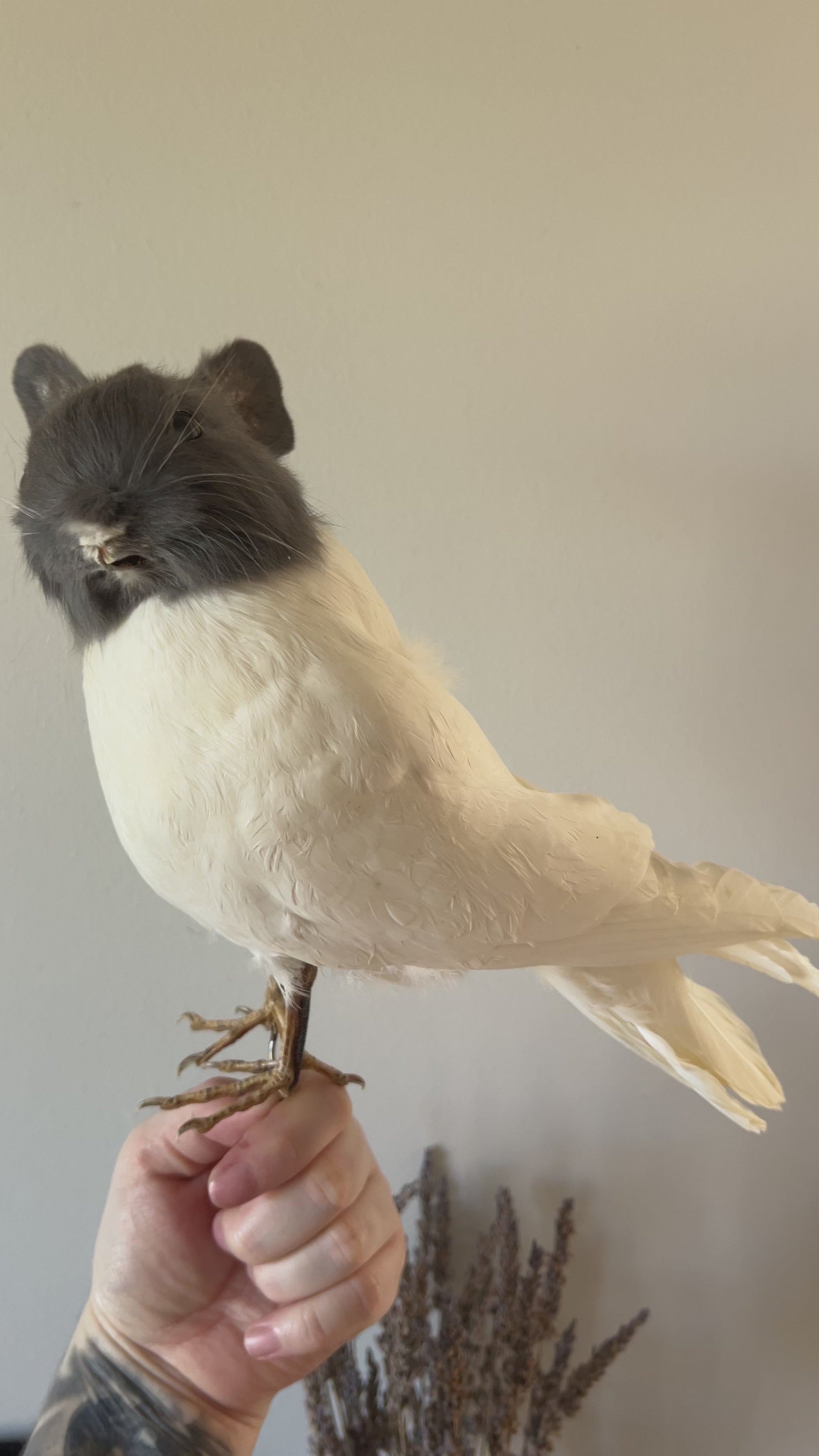 Taxidermy grey and white bunny bird video