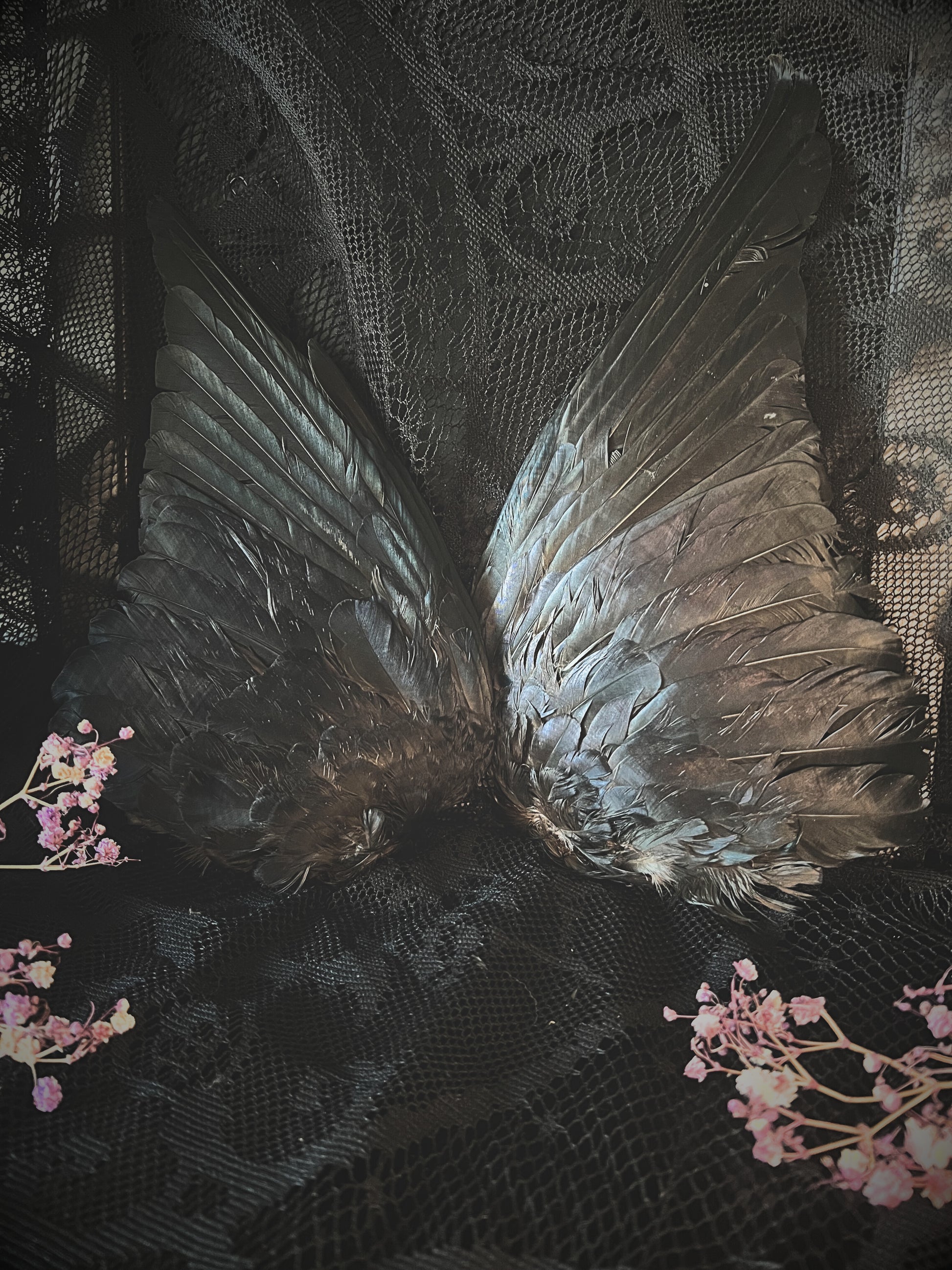 Real crow wings on a black lace background with pink flowers.