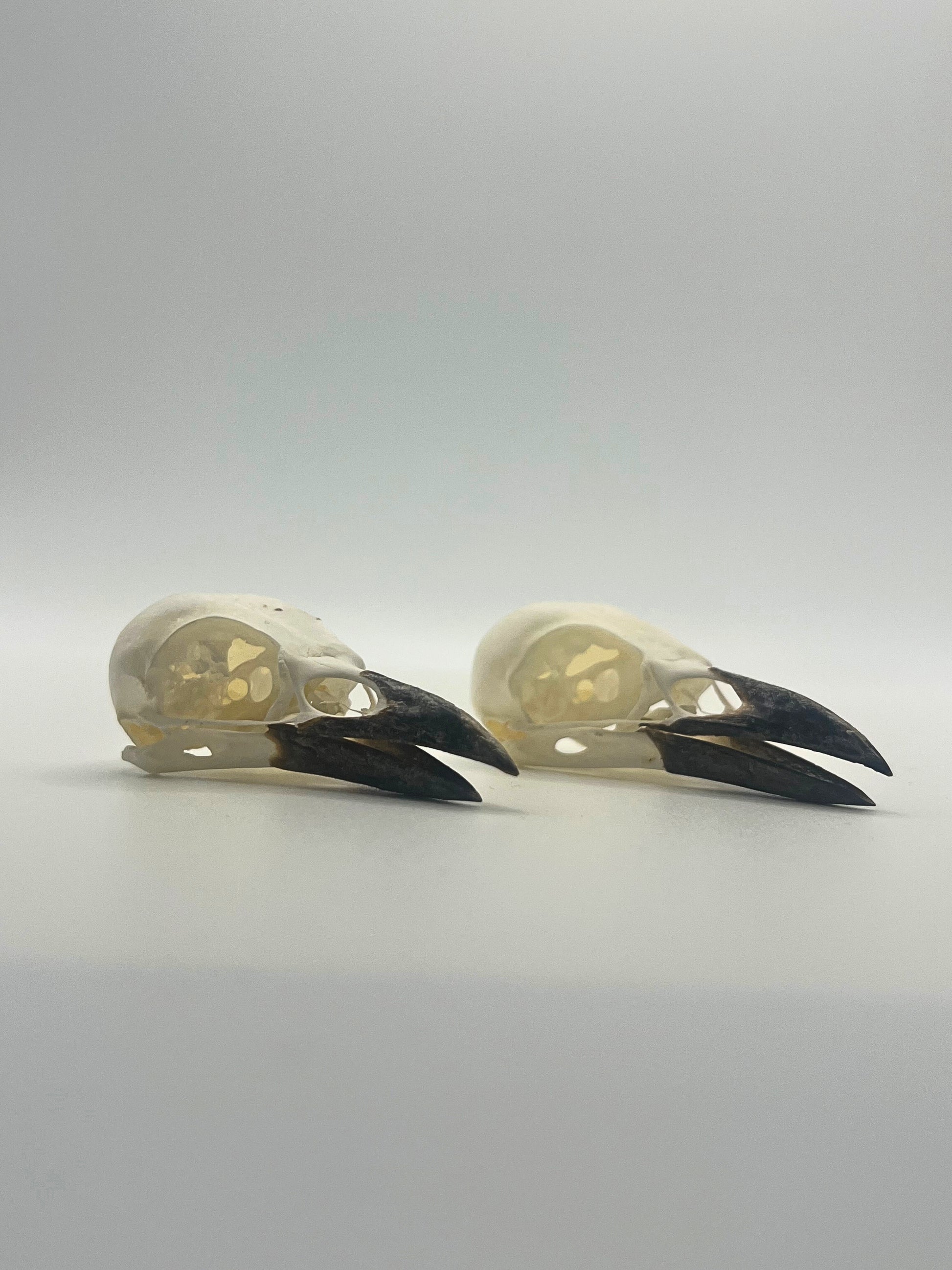 Two corvid skulls on a gray background