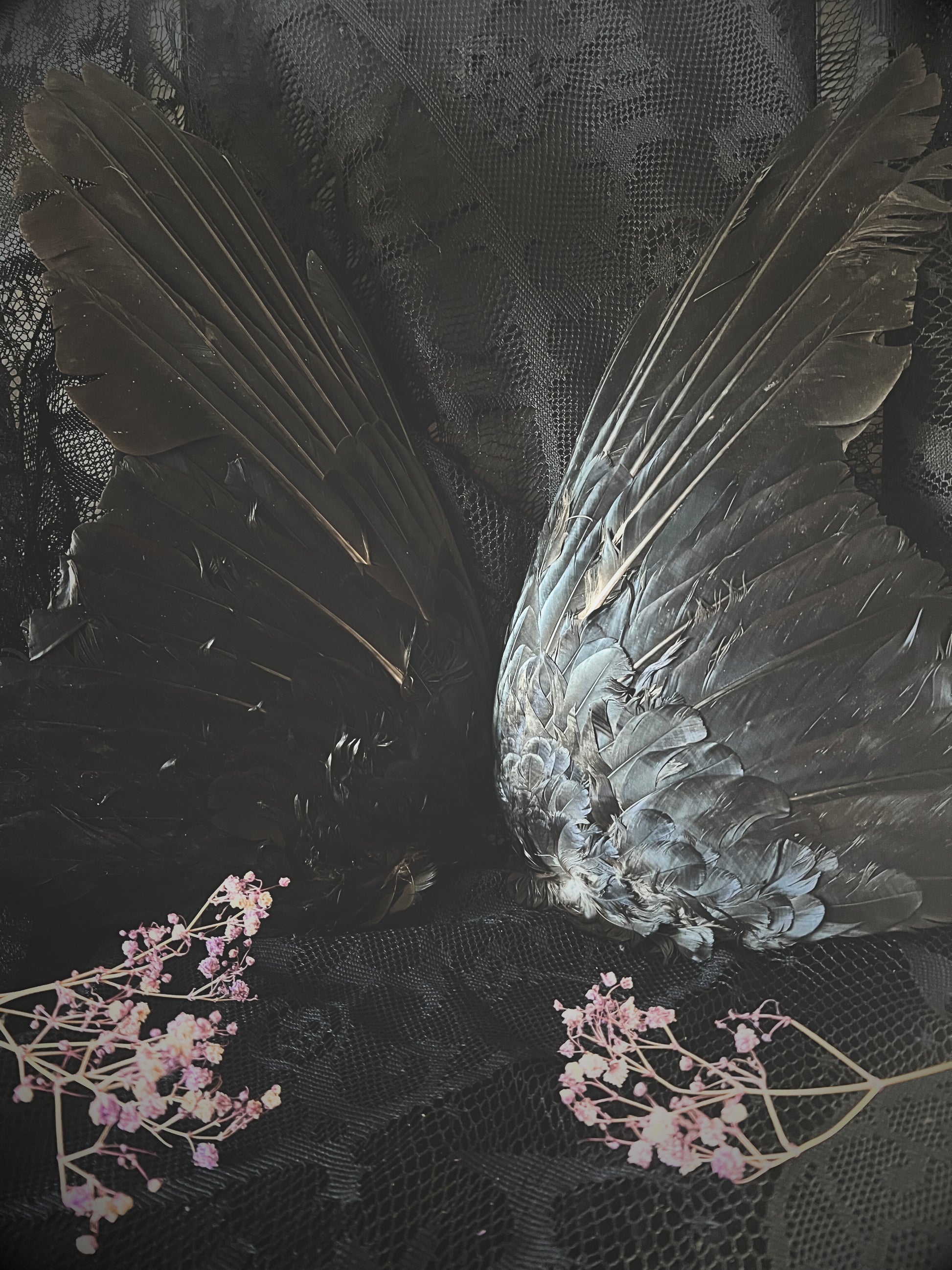 Close-up of corvid wings on a dark background.