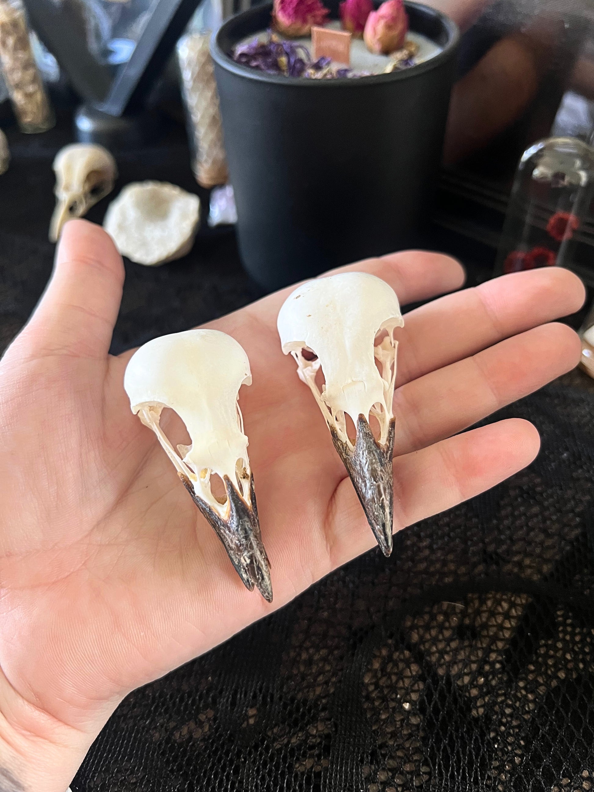 Two magpie skulls held in a hand with a blurred background