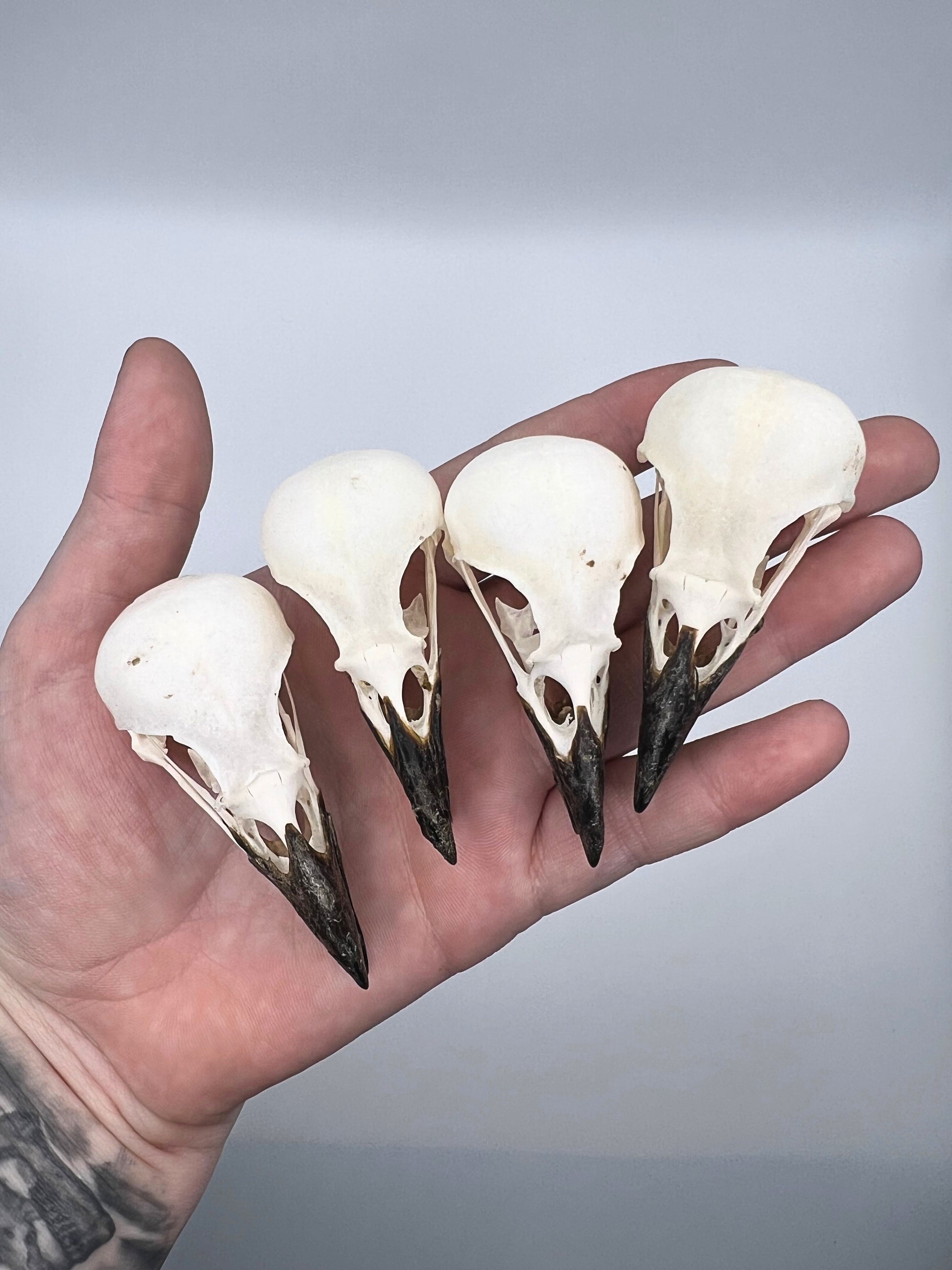 Four magpie skulls held in a hand against a gray background