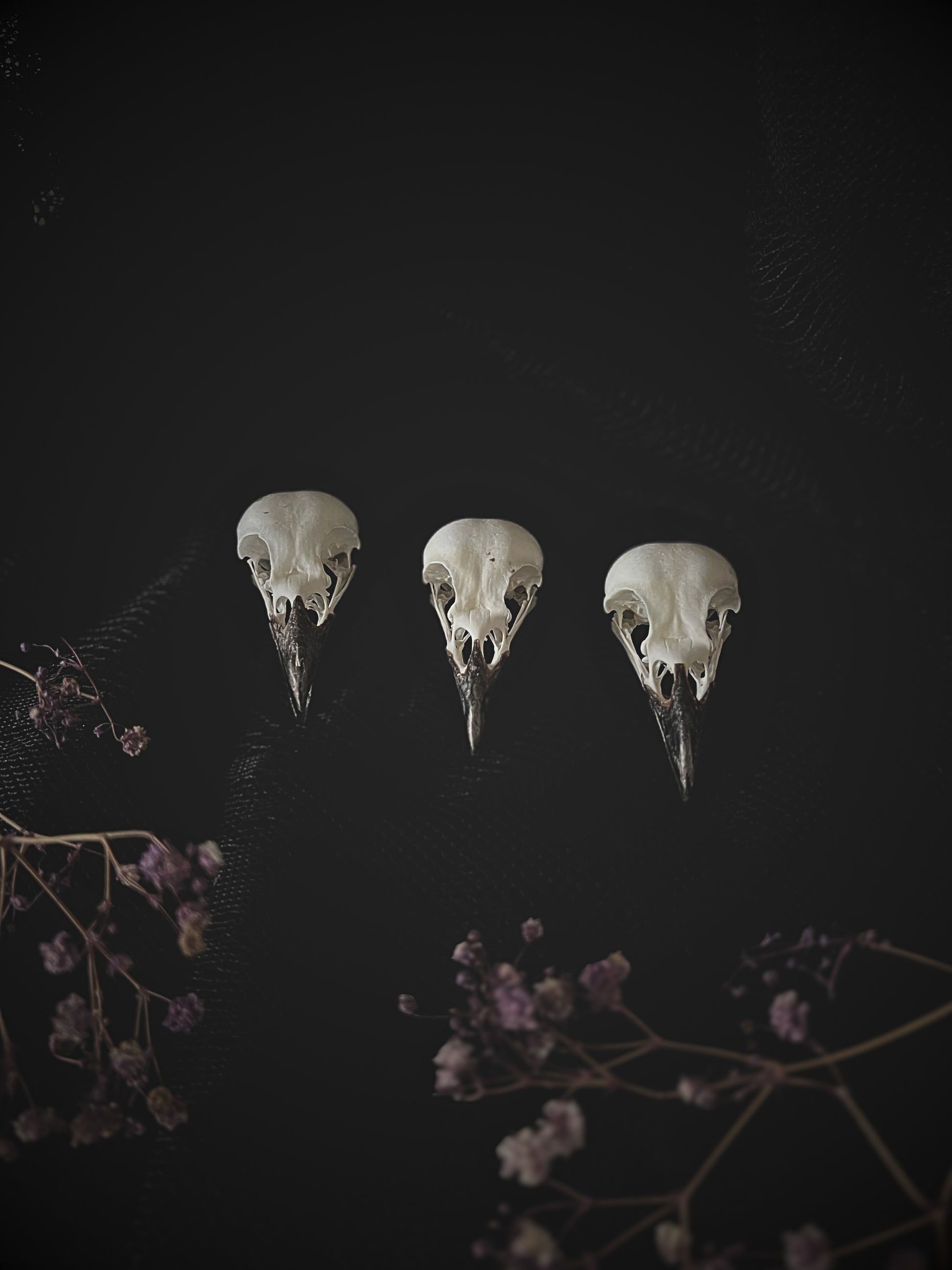 Three magpie skulls on a dark background with flowers.