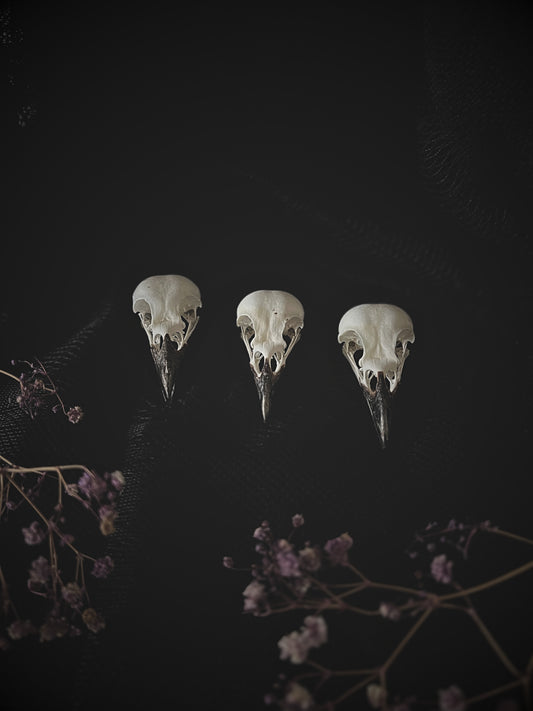 Three magpie skulls on a dark background with flowers.