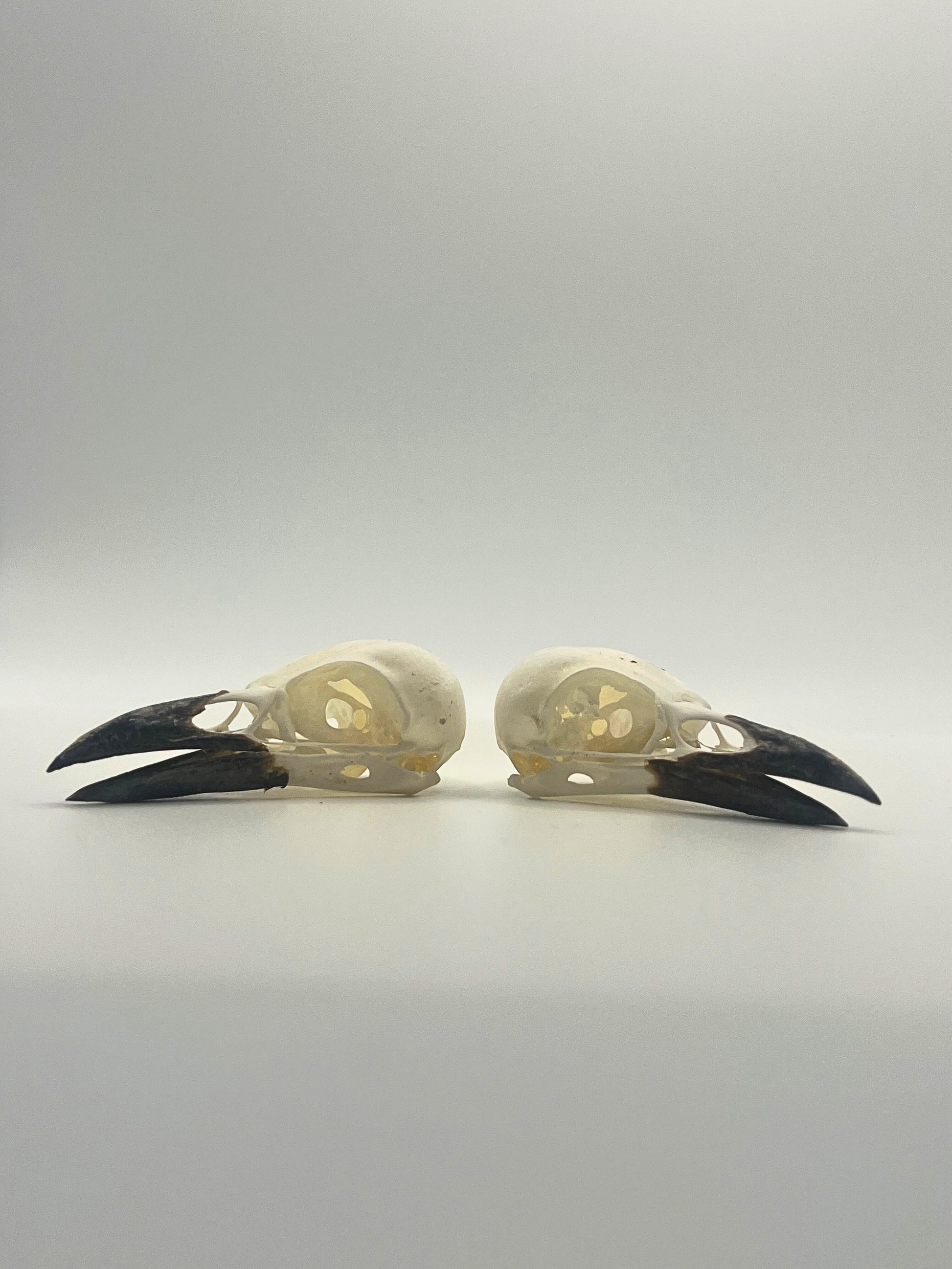 Two pica pica skulls on a light gray background