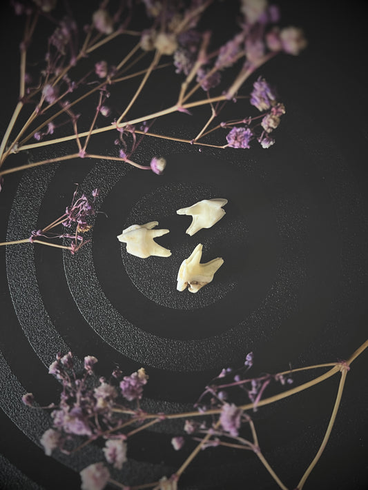 Roe deer teeth on a dark surface with purple flowers.