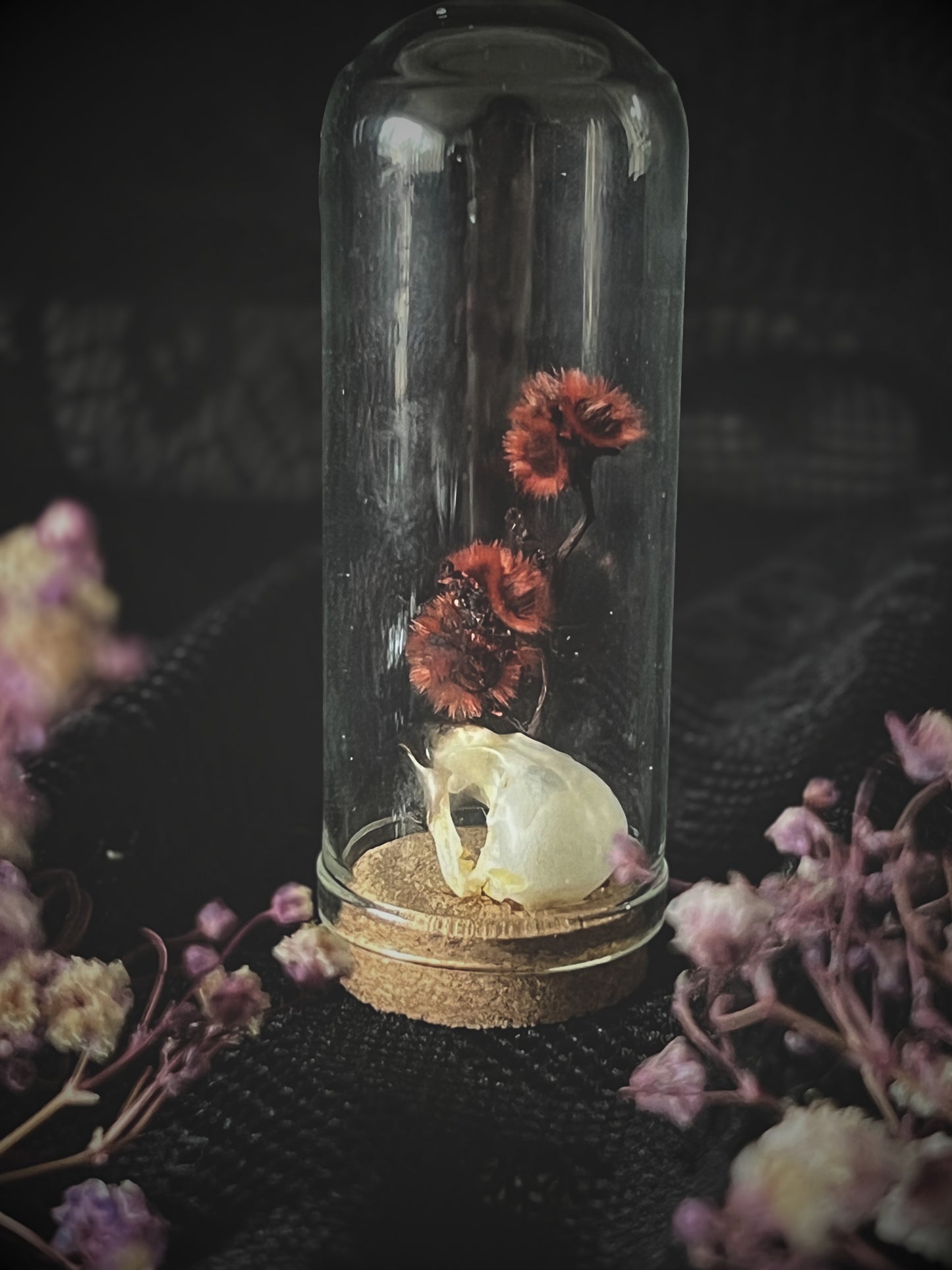Scaly-Breasted Munia Bird Skull in Glass Vial with preserved red stirlingia flower