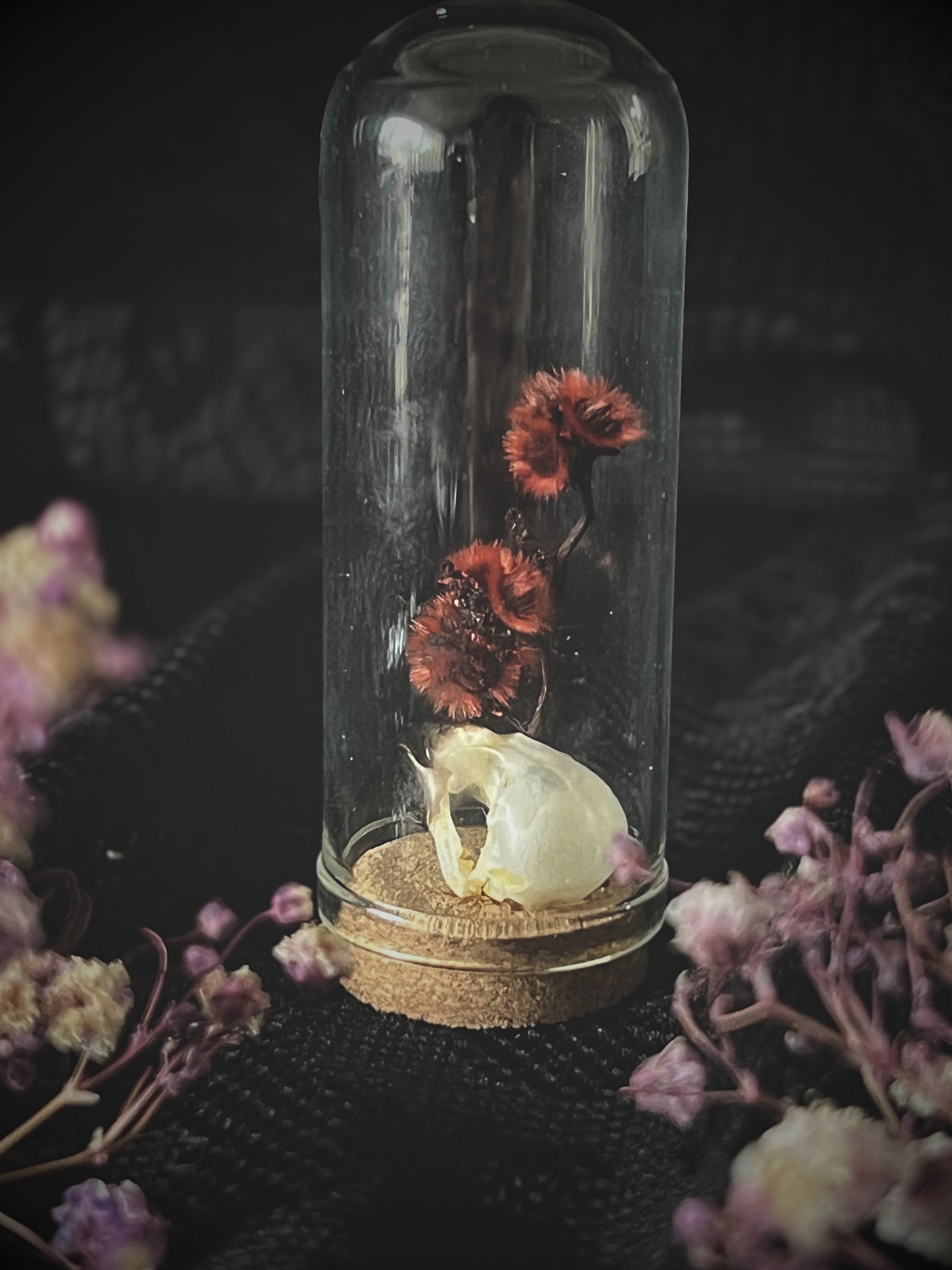 Scaly-Breasted Munia Bird Skull in Glass Vial with preserved red stirlingia flower