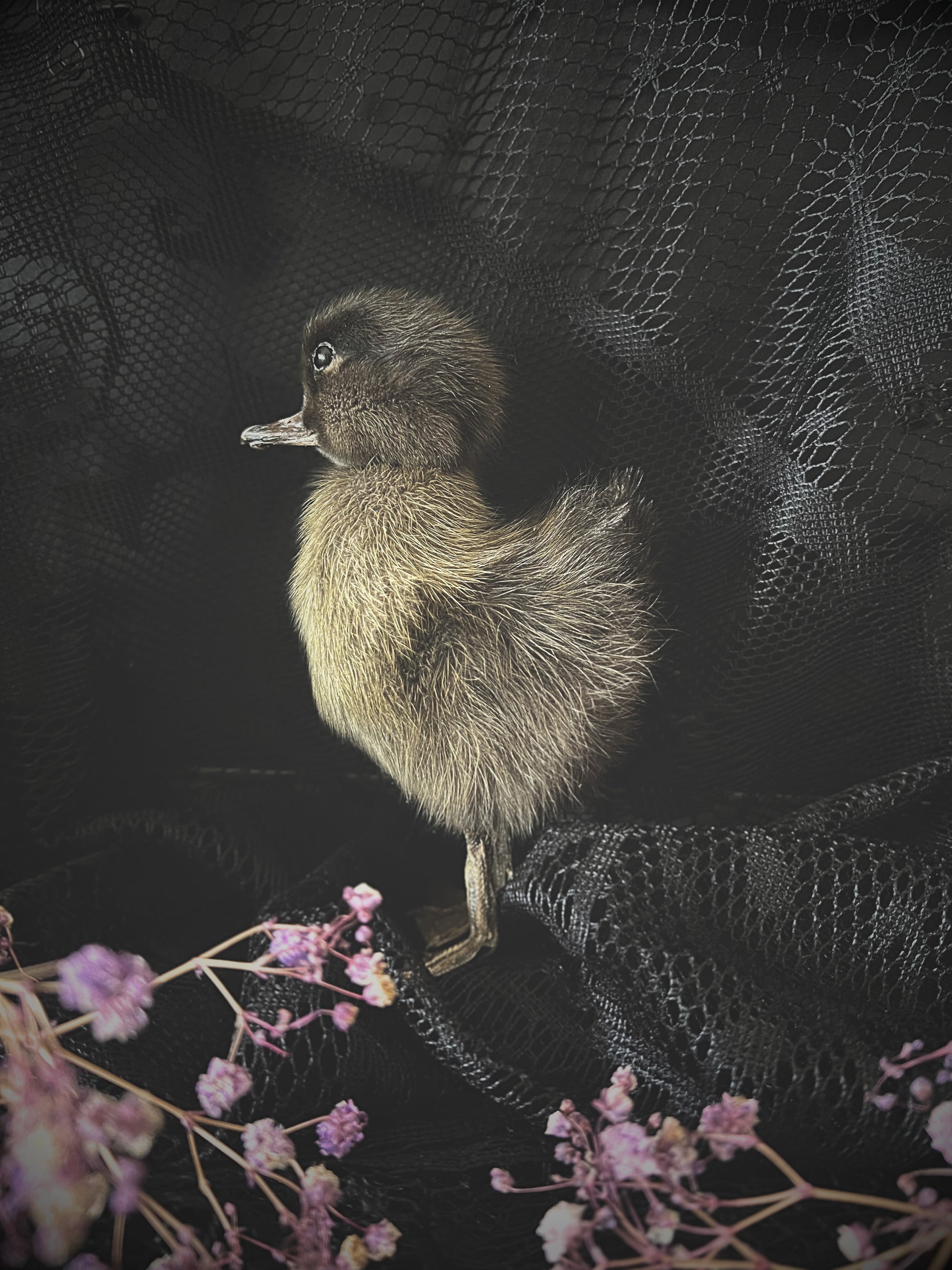 Taxidermy brown duckling on a dark textured surface with flowers in the foreground