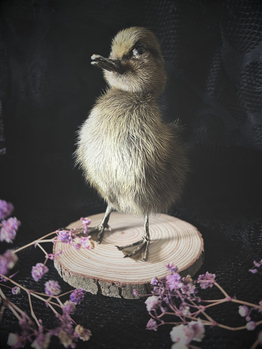 Taxidermy brown duckling on wood slice with purple flowers against a dark background