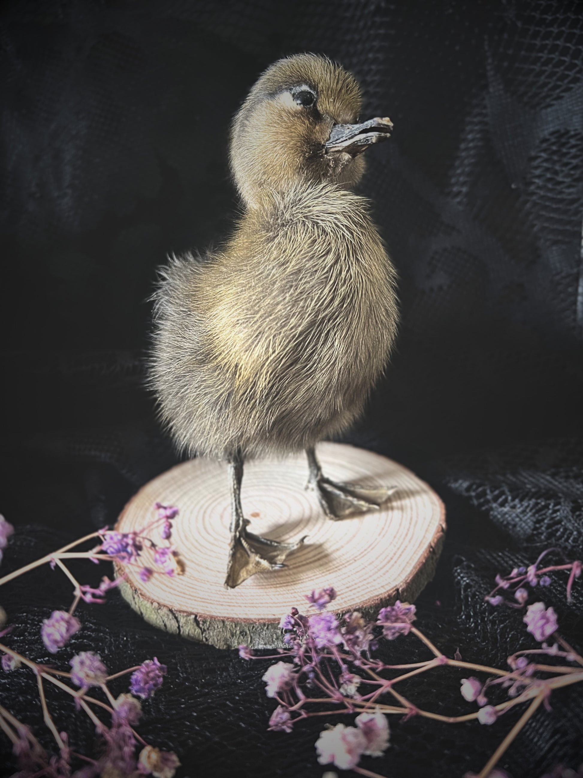 Taxidermy brown duckling on a wooden slice with flowers against a dark background