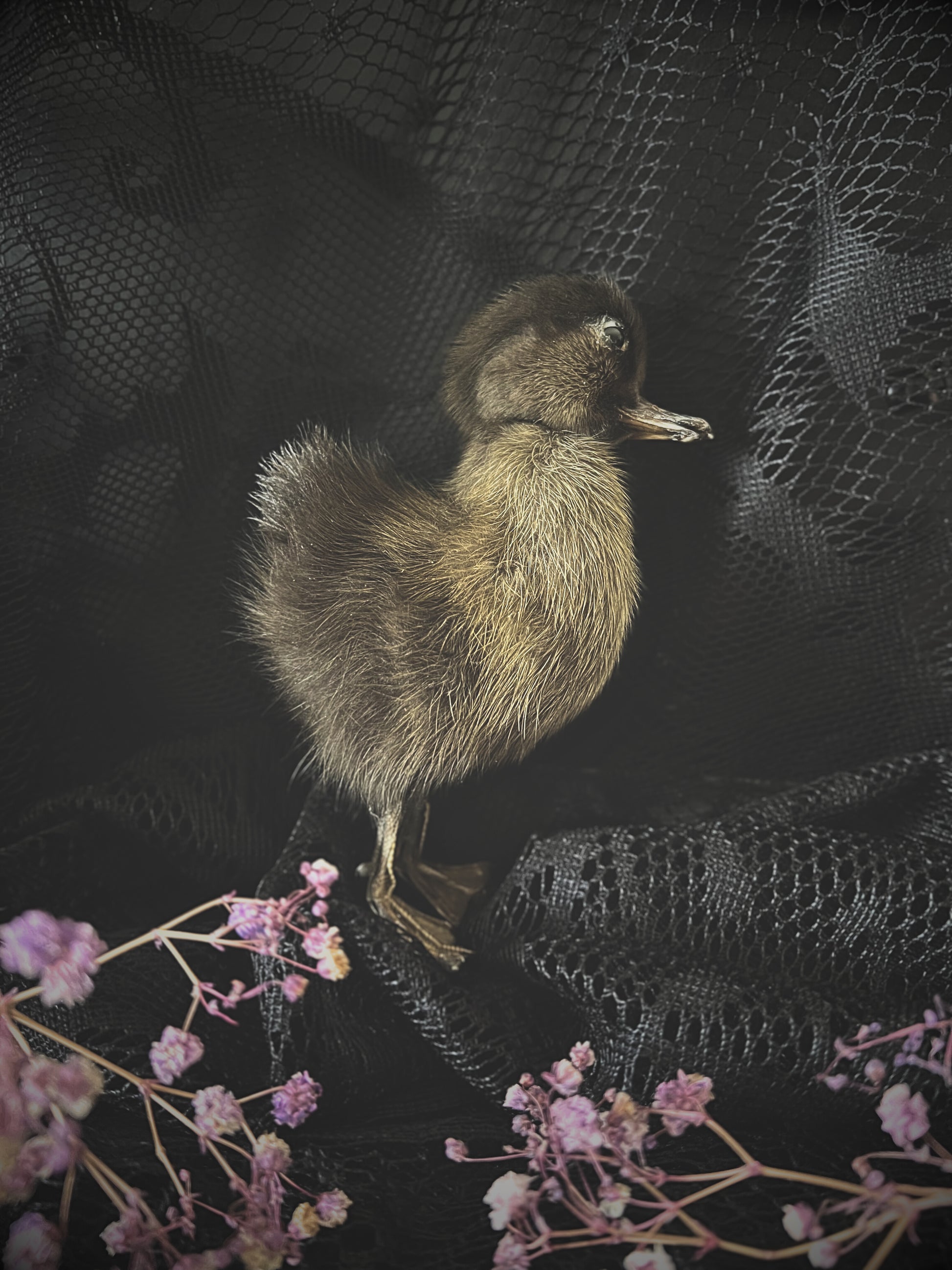 Taxidermy brown duckling on a dark textured surface with pink flowers